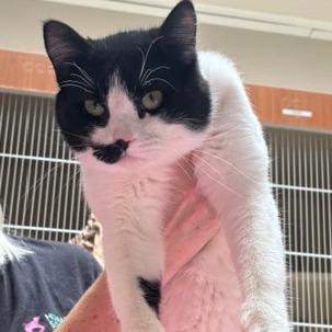 Enlarge Viktor, a Adoptable Domestic Short Hair in Murray, UT image 3/3