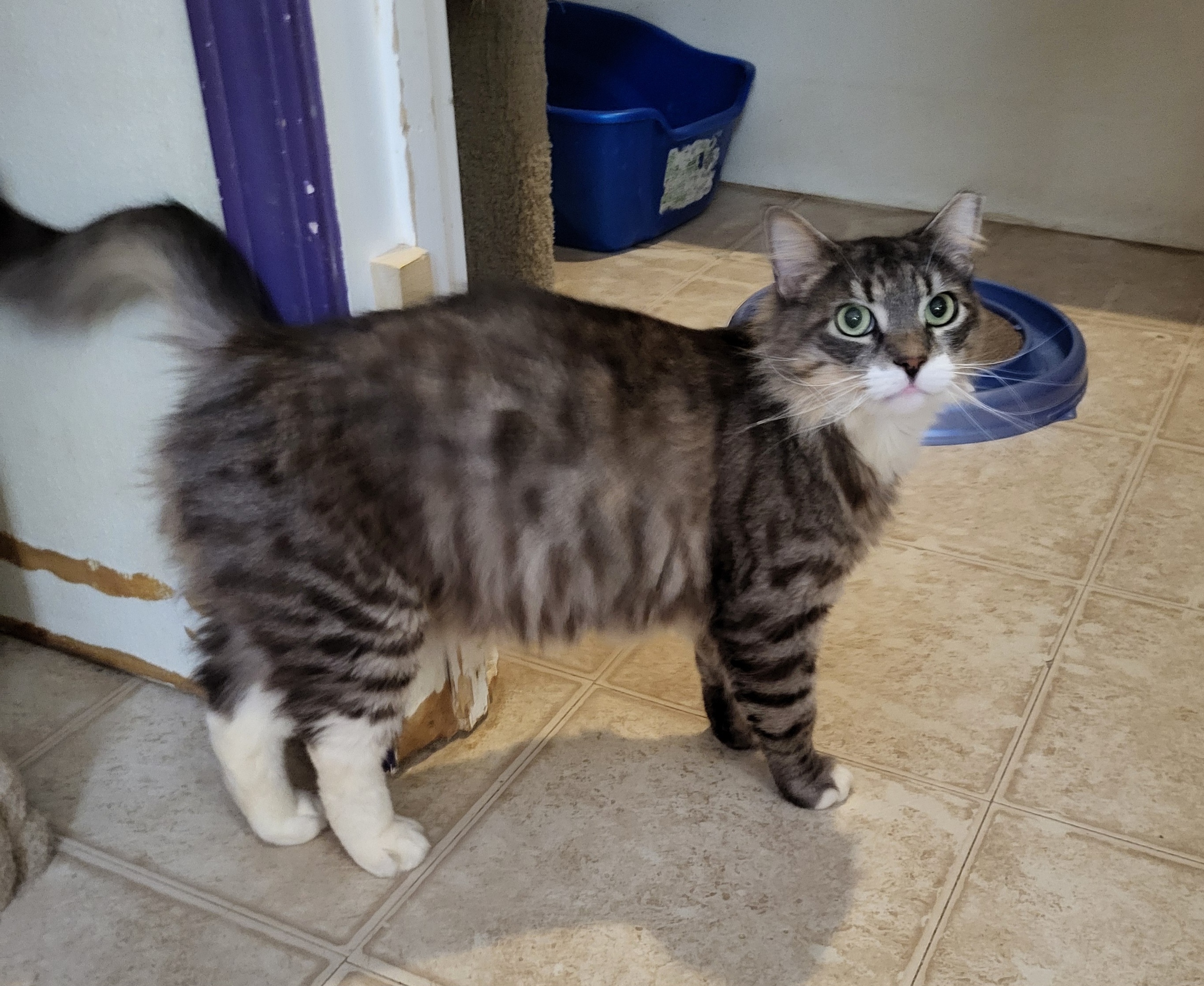 Silver, adoptable, Adult Male Domestic Medium Hair.