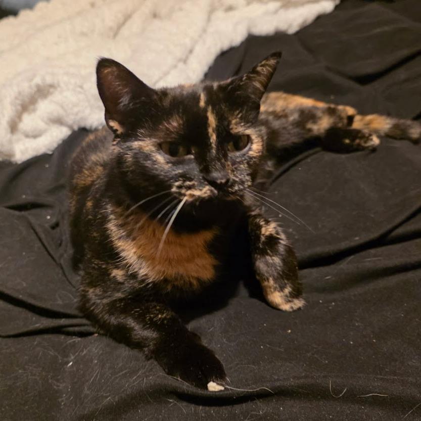 Enlarge Nubs, a Adoptable Domestic Short Hair in Grand Rapids, MN image 1/1