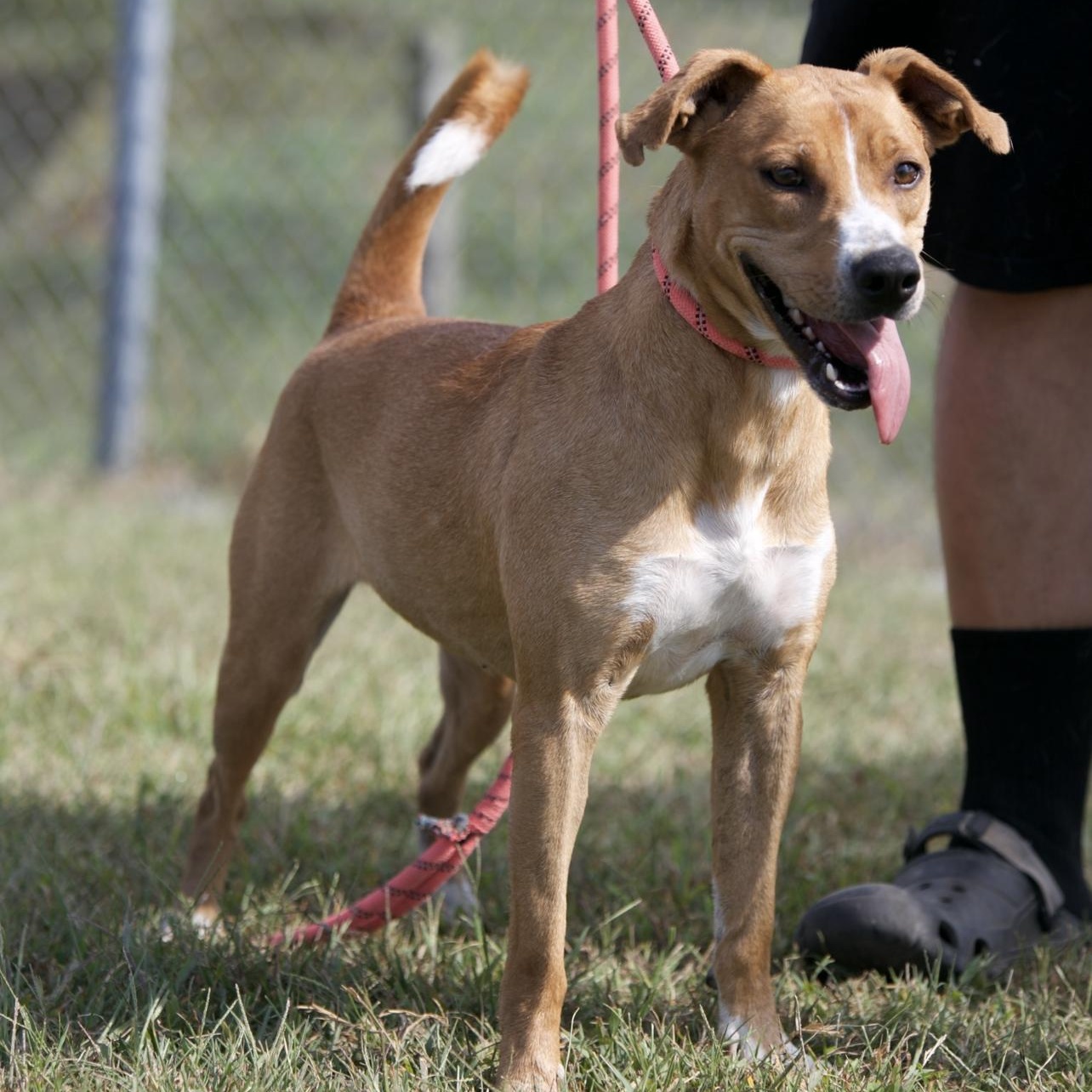Enlarge Rosey, a Adoptable mixed breed in Mount Sterling, KY image 2/4