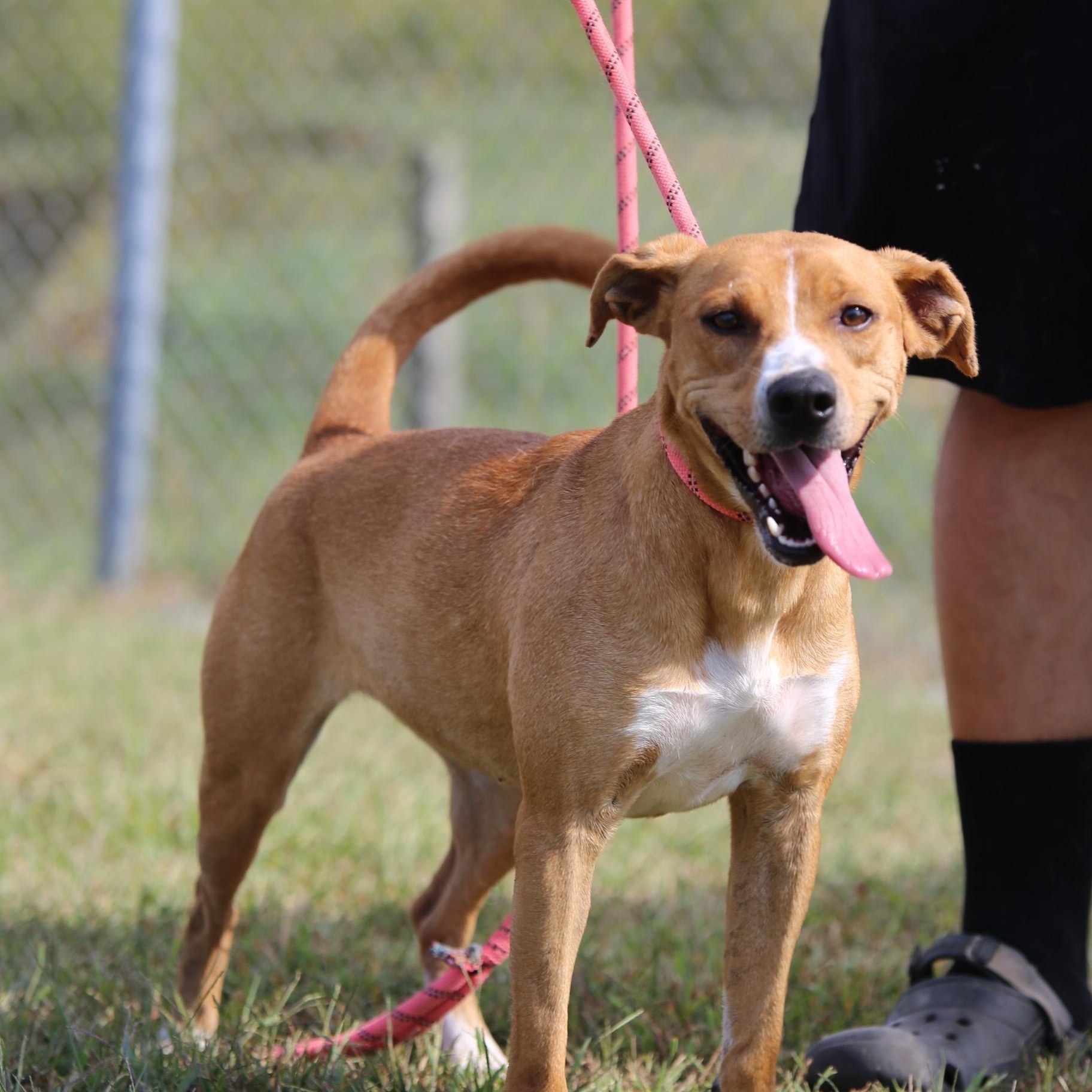 Enlarge Rosey, a Adoptable mixed breed in Mount Sterling, KY image 3/4