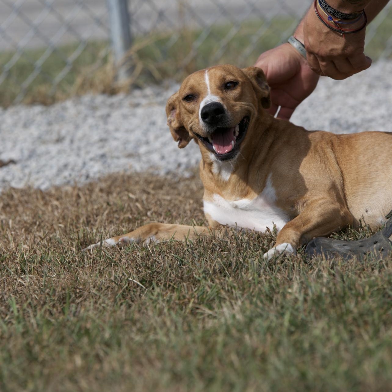 Enlarge Rosey, a Adoptable mixed breed in Mount Sterling, KY image 4/4