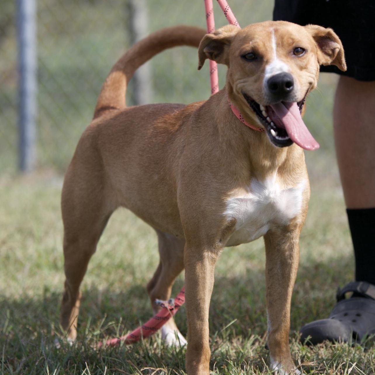 Rosey, Adoptable, Adult Female Labrador Retriever & Terrier.