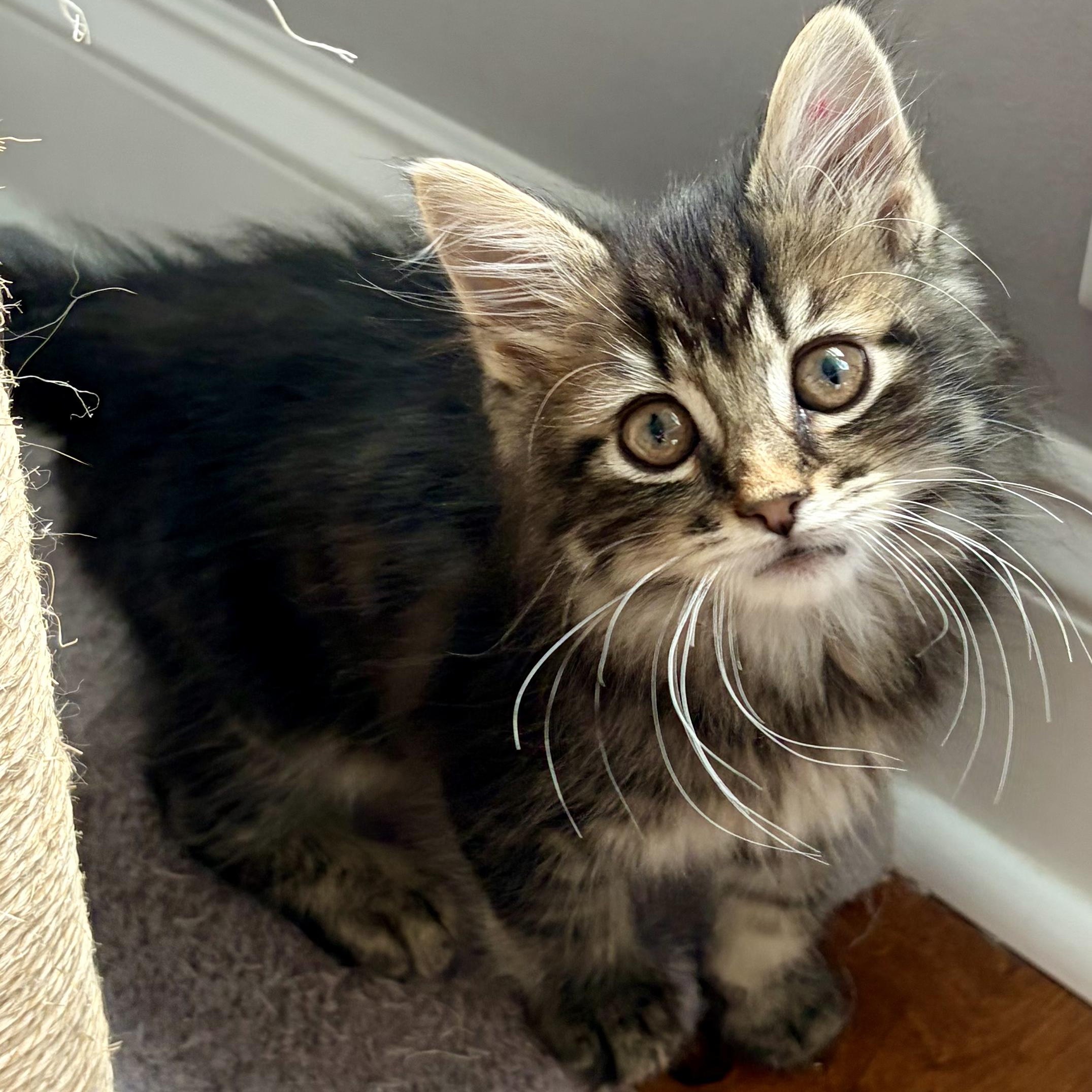 Purrcy, an adopted mixed breed in Scranton, PA image 3/5