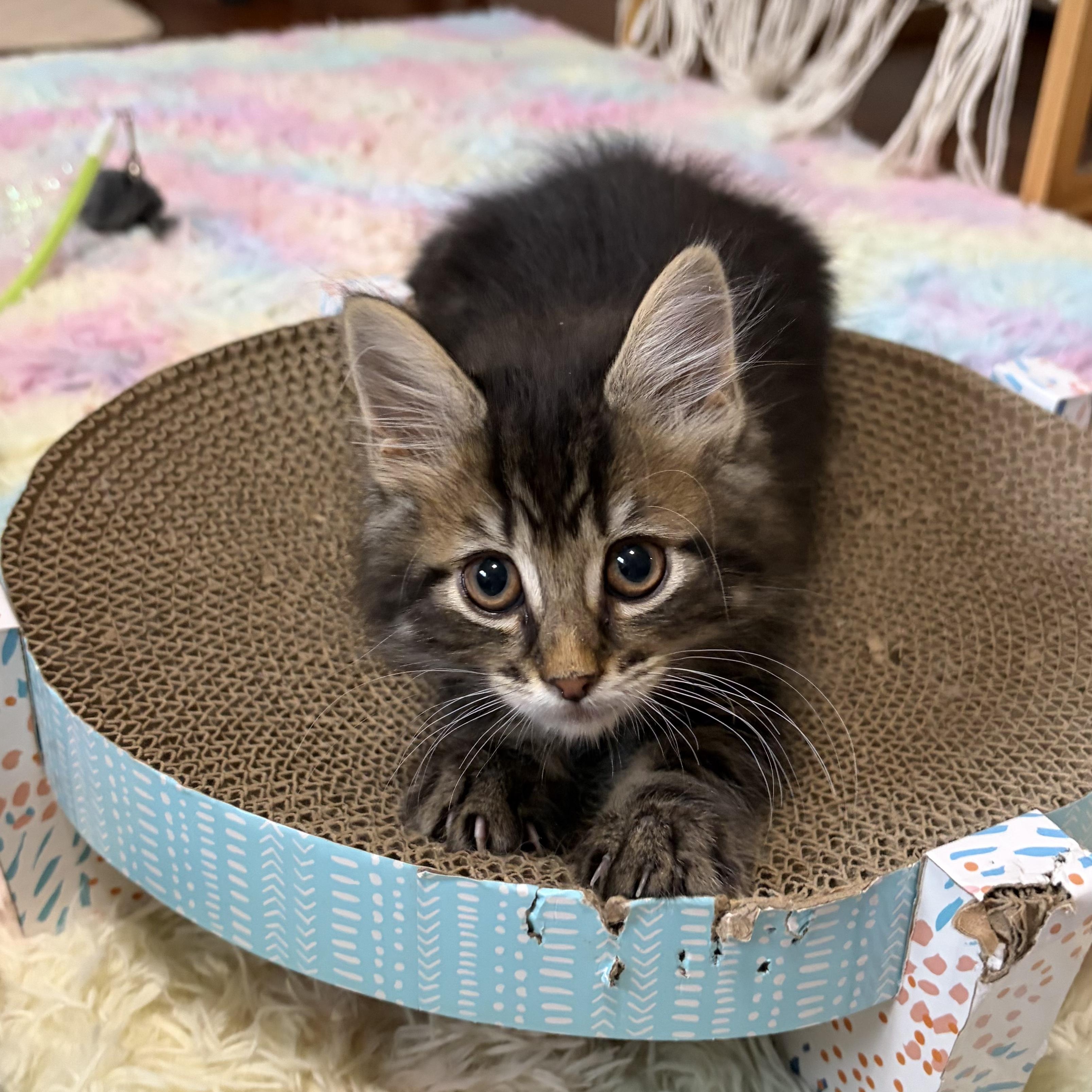 Purrcy, an adopted mixed breed in Scranton, PA image 5/5