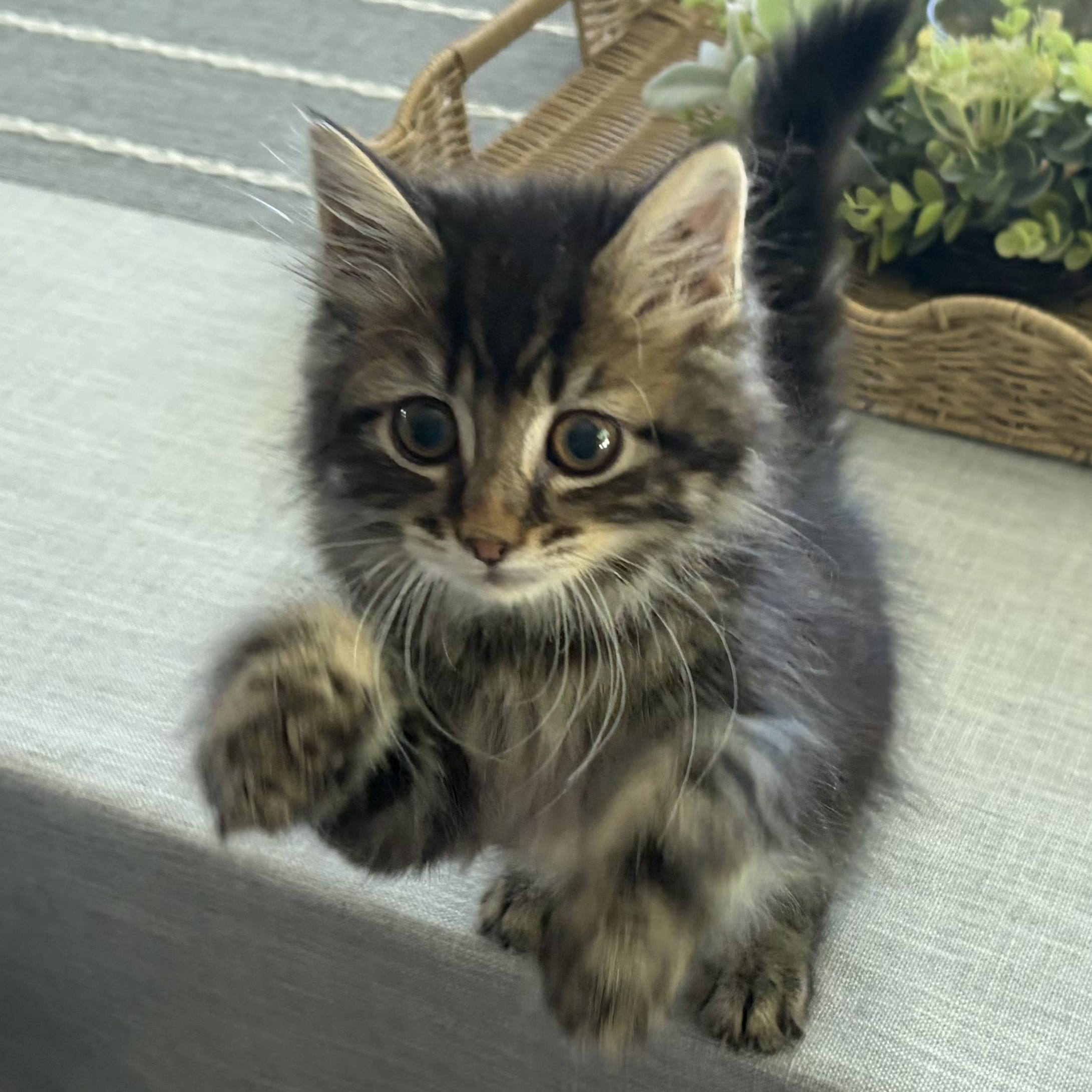 Purrcy, an adopted mixed breed in Scranton, PA image 4/5