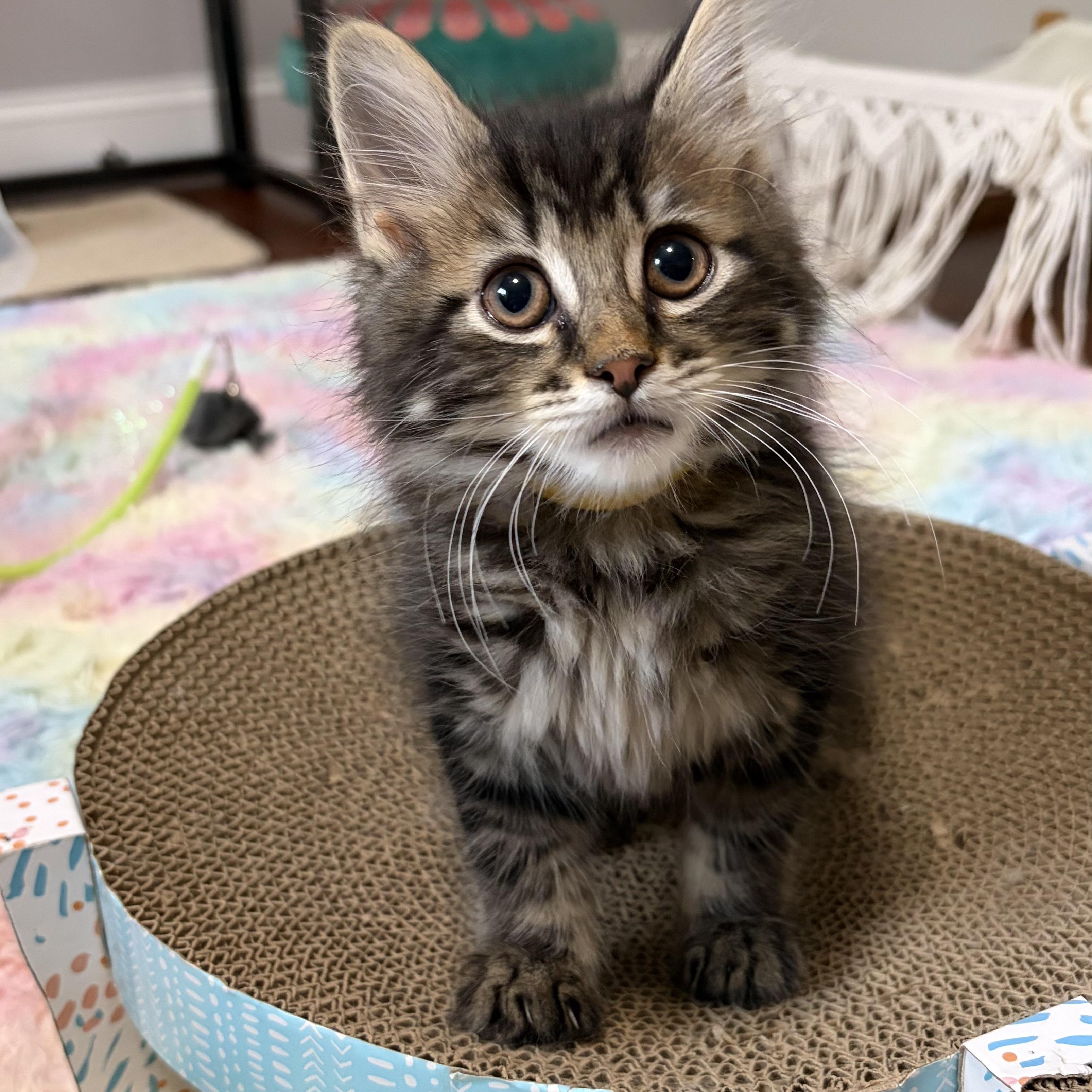 Purrcy, an adopted mixed breed in Scranton, PA image 2/5