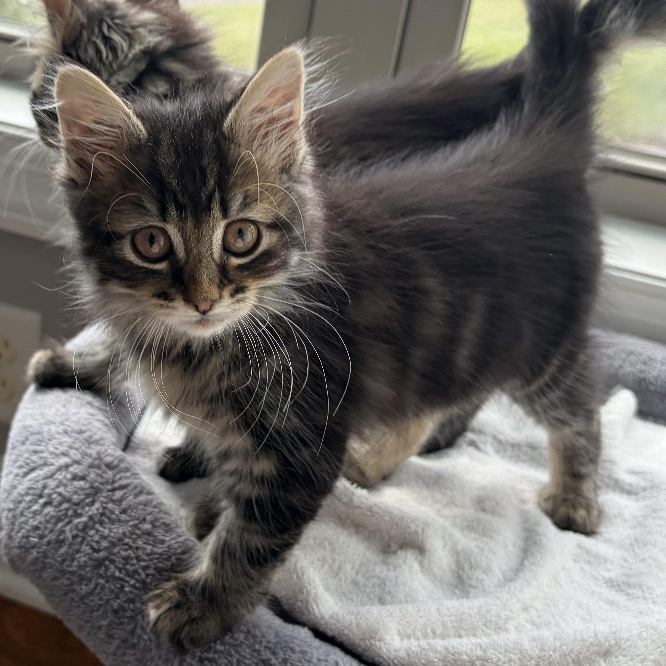 Purrcy, adopted, Kitten Male Domestic Long Hair & Tabby.