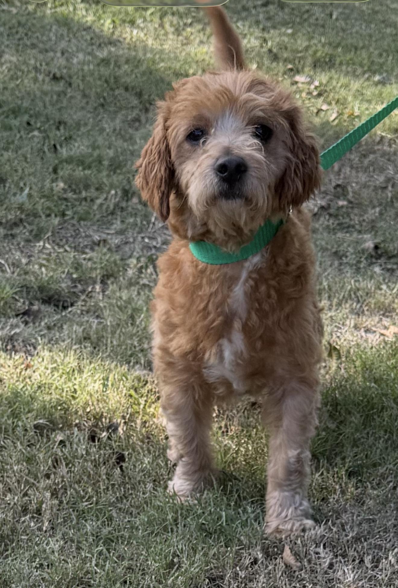 Rip, a Adoptable mixed breed in Westerly, RI image 1/2
