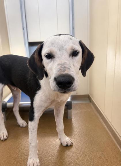 Enlarge Thing 1, a Adoptable Hound in Winfield, KS image 1/1