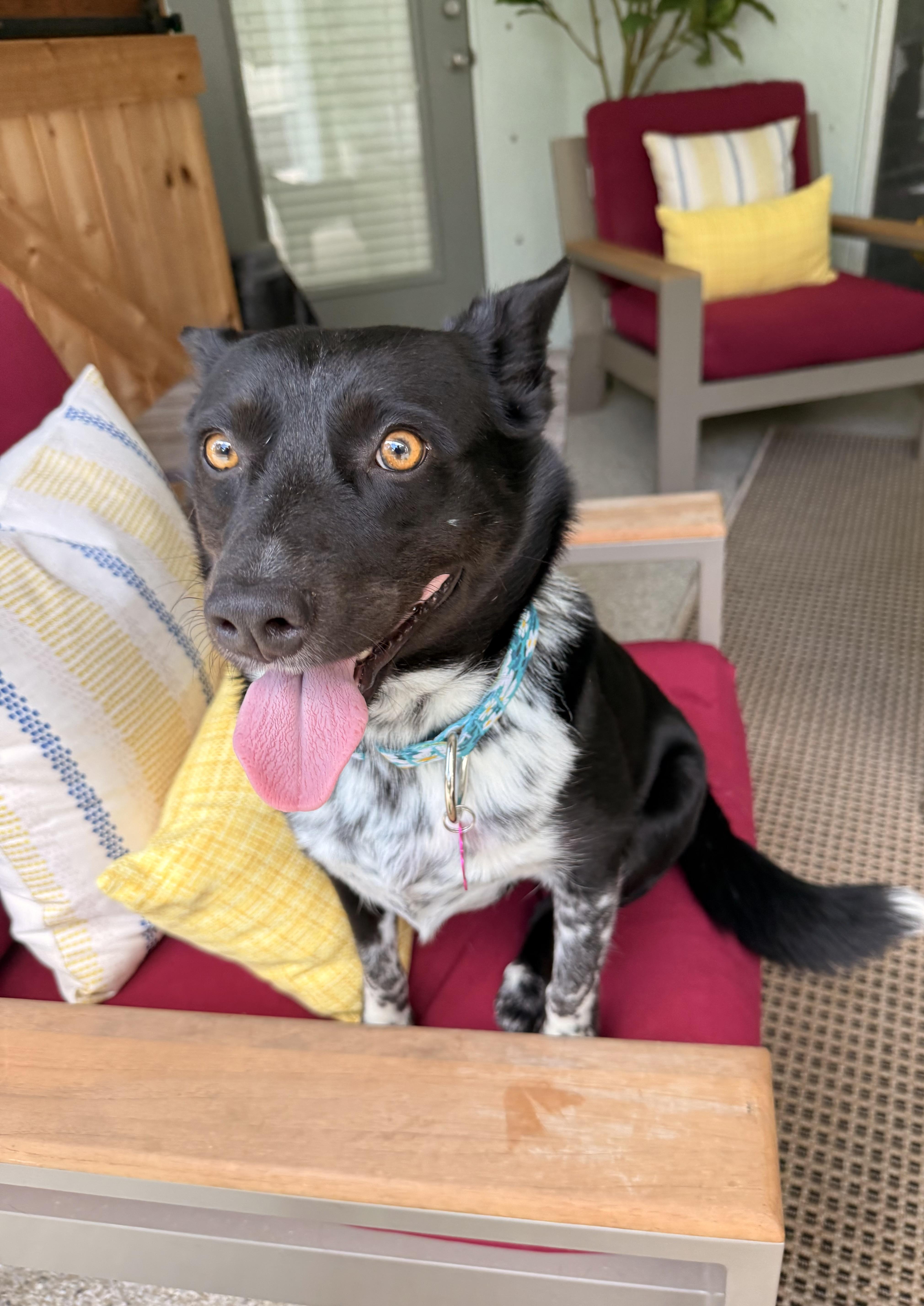 Mika, an adopted mixed breed in Palm Bay, FL image 3/6