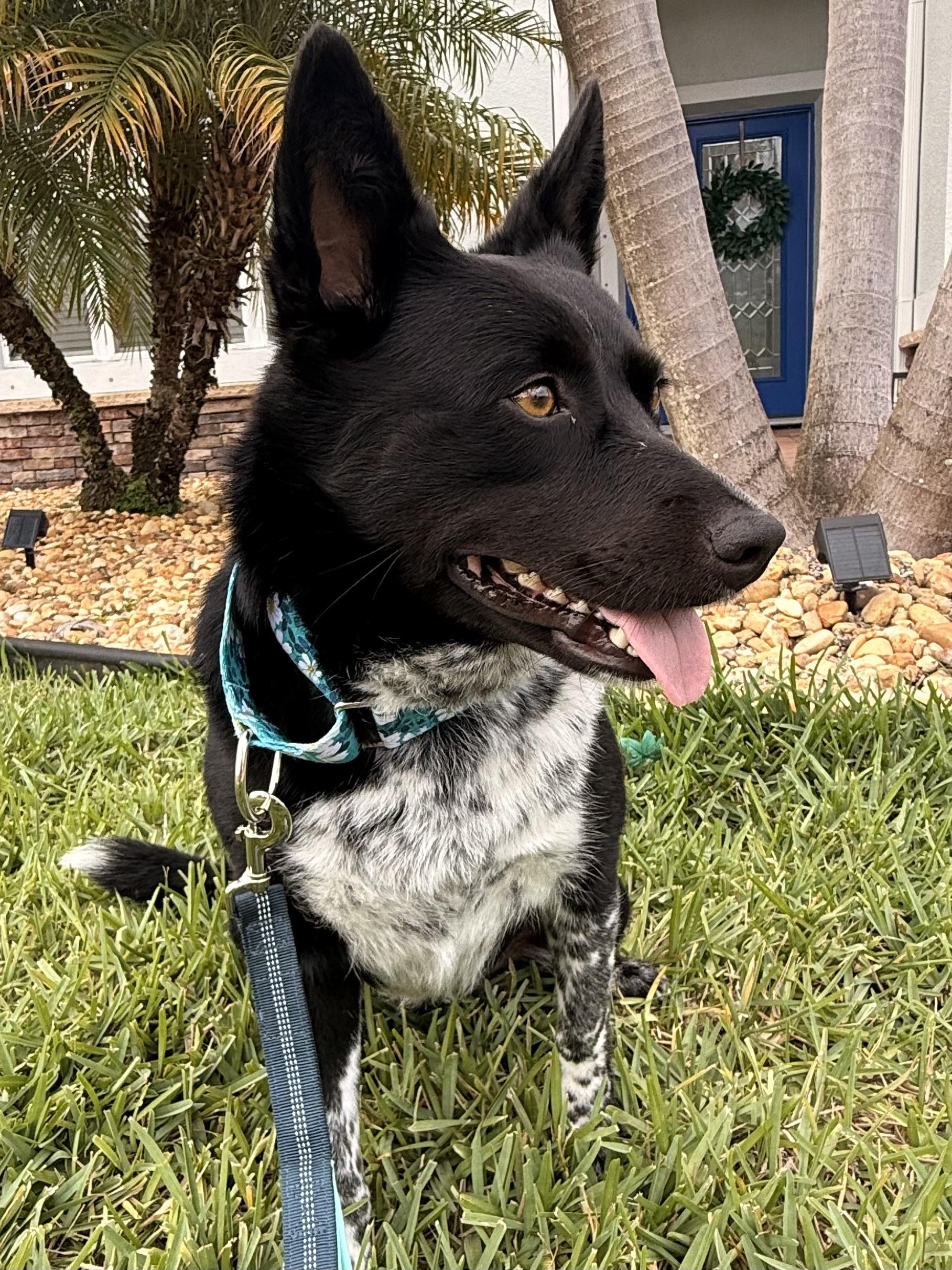 Mika, an adopted mixed breed in Palm Bay, FL image 2/6