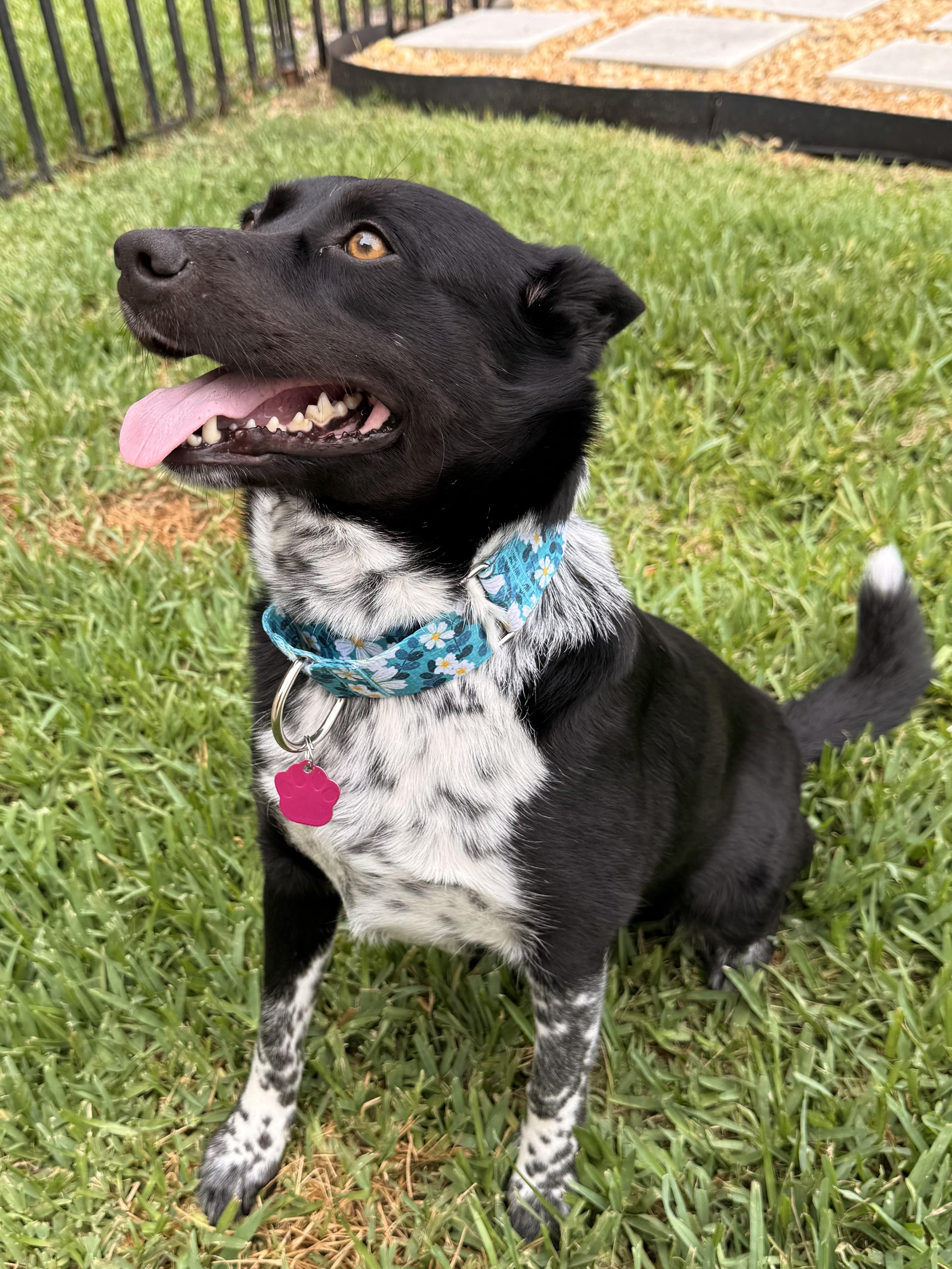 Mika, an adopted mixed breed in Palm Bay, FL image 4/6