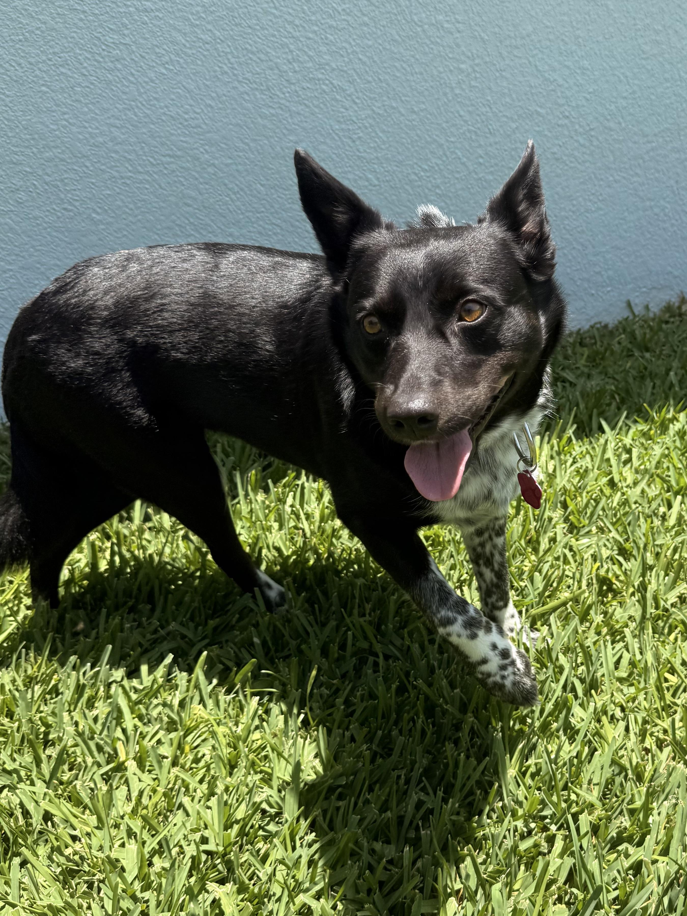 Mika, an adopted mixed breed in Palm Bay, FL image 5/6