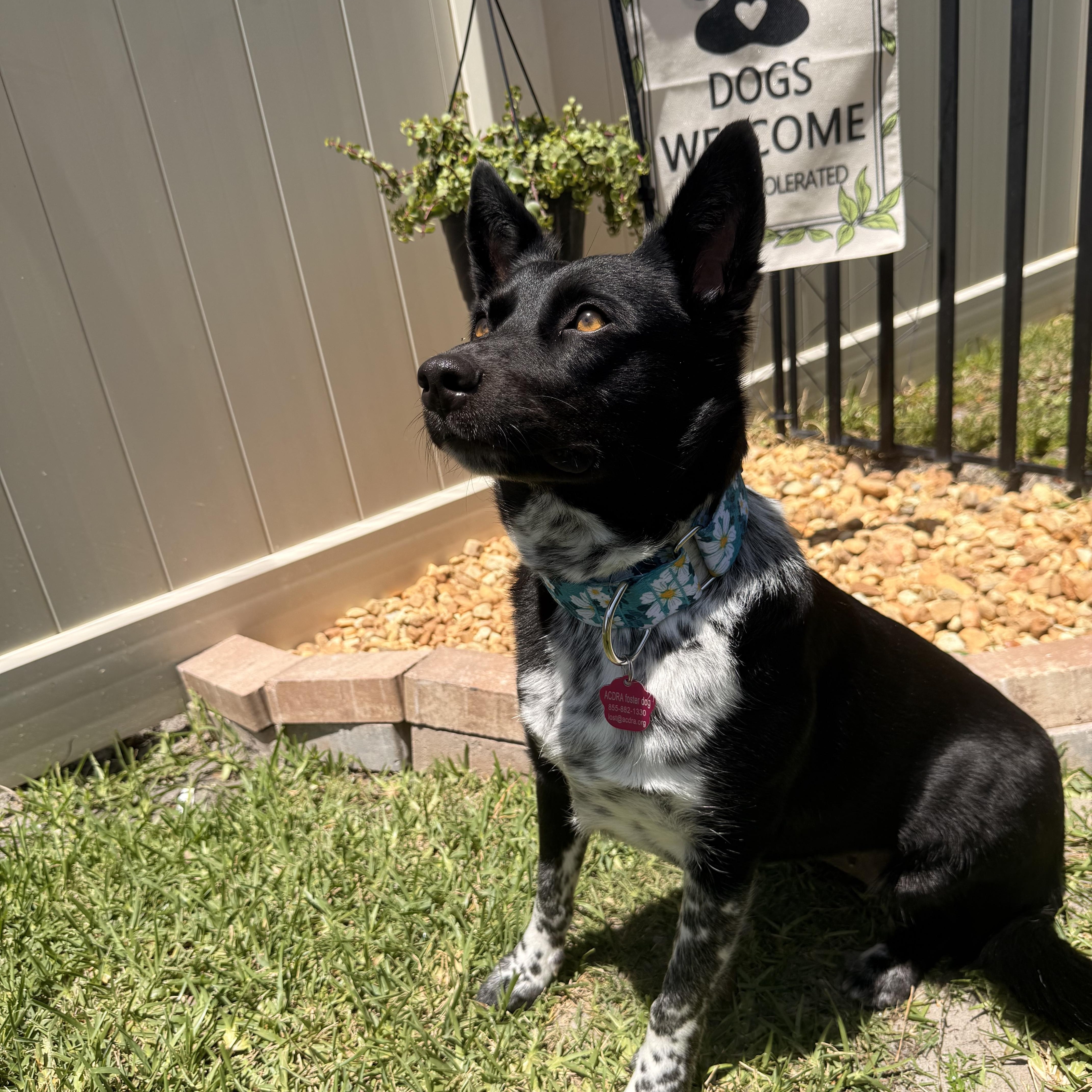 Mika, an adopted mixed breed in Palm Bay, FL image 6/6