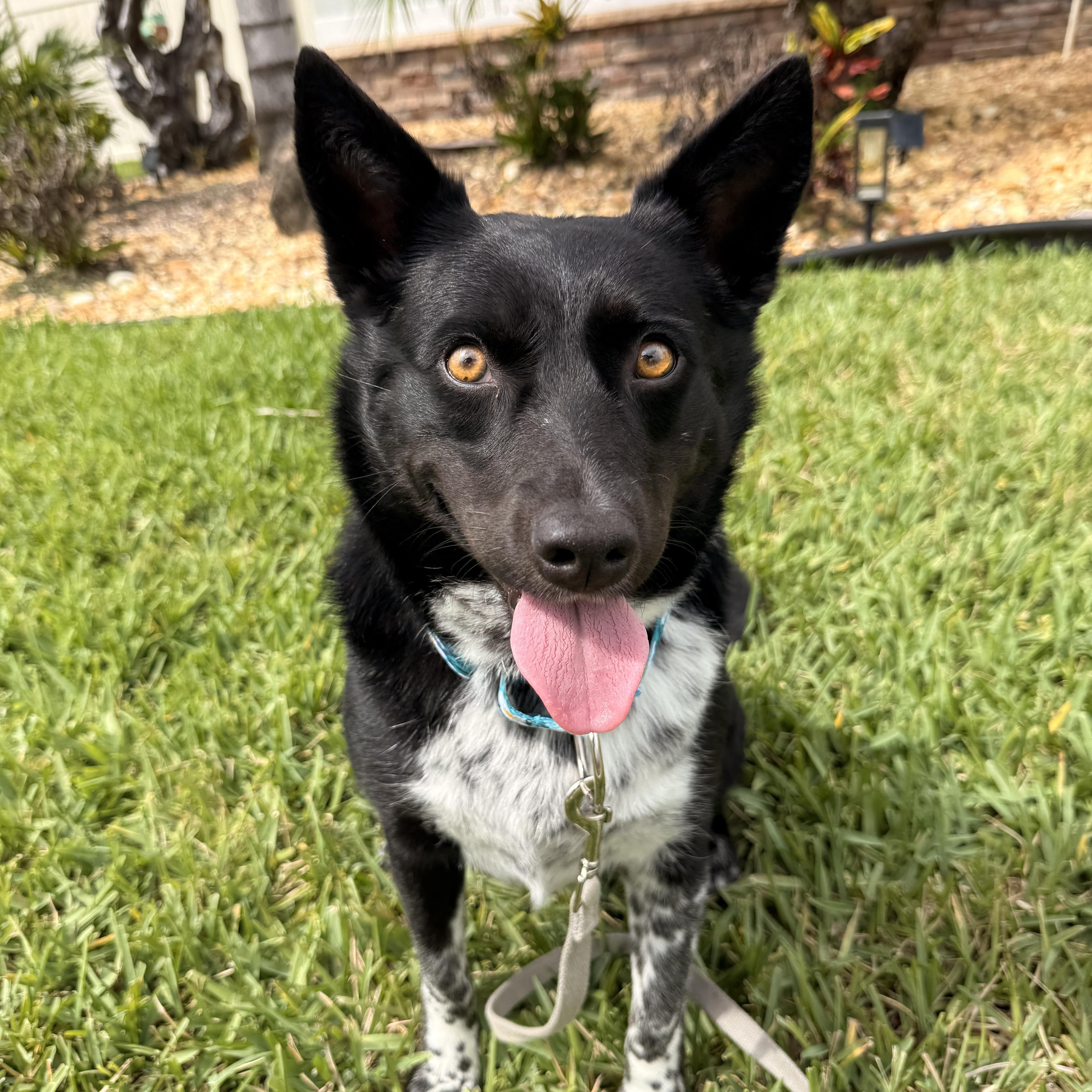 Mika, adopted, Young Female Australian Cattle Dog / Blue Heeler.