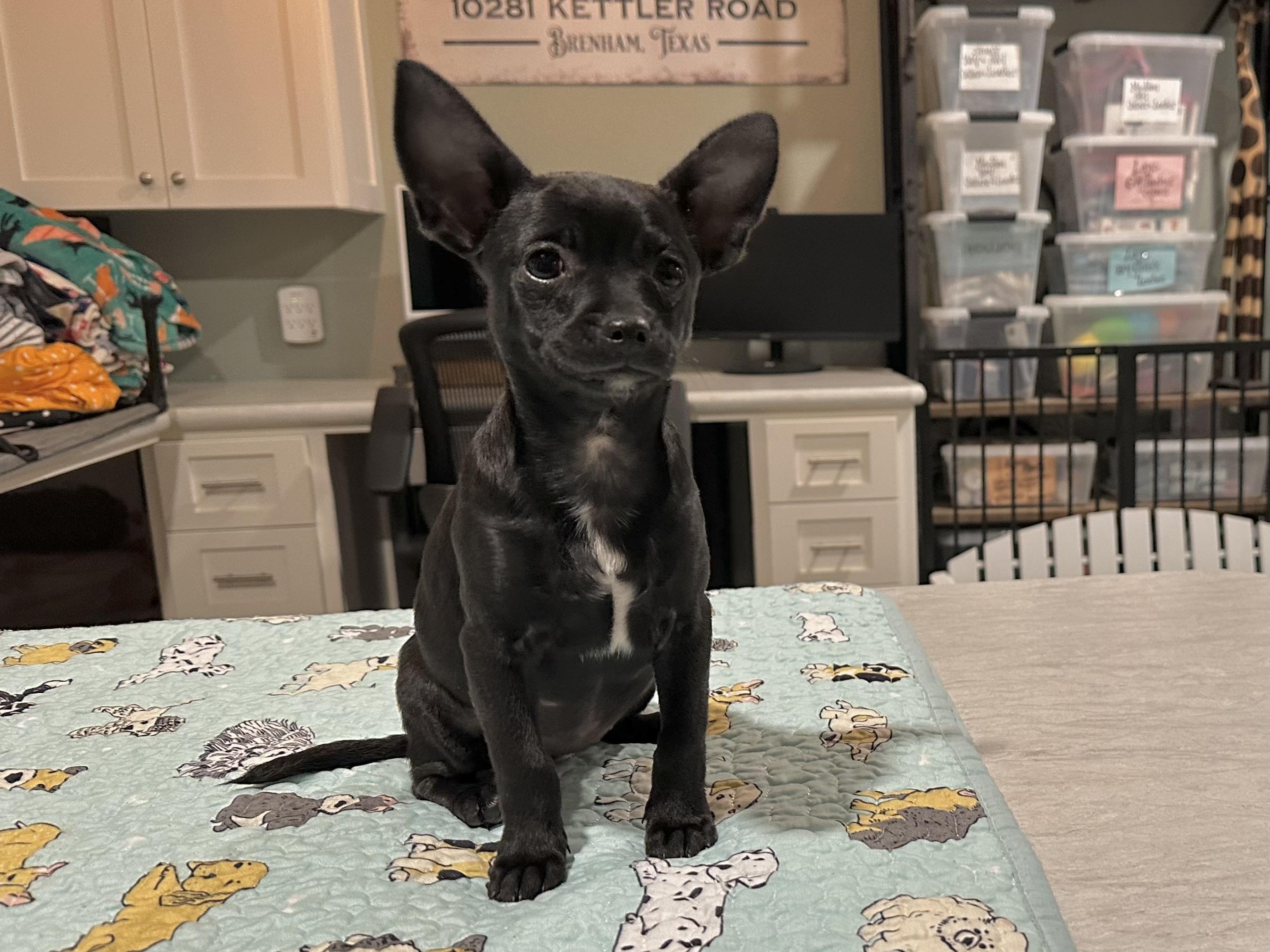 Enlarge Black Girl1, an adopted mixed breed in West Islip, NY image 3/3