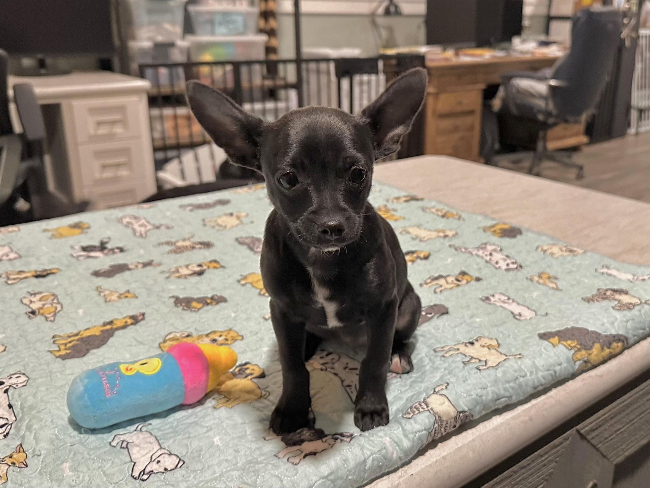 Black Girl1, adopted, Young Female Pomeranian & Chiweenie.