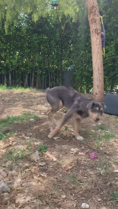 Enlarge Diamond, a Adopted mixed breed in los angeles, CA video 6/11