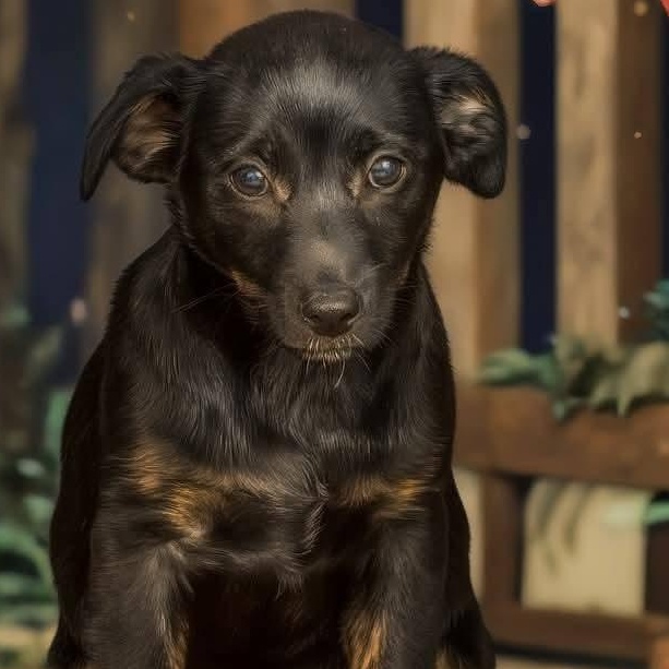 Enlarge Max, a Adoptable mixed breed in Concord, CA image 1/2