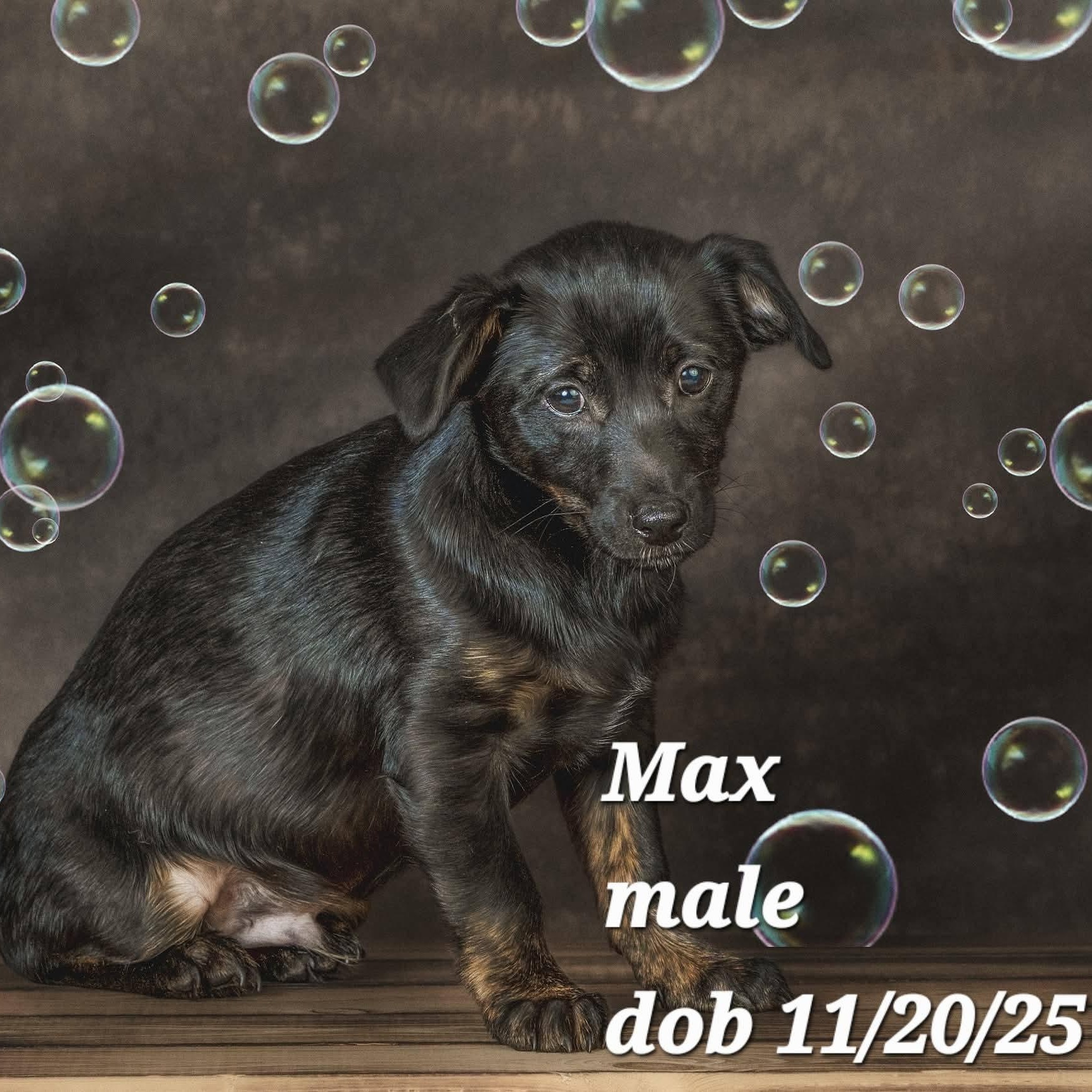 Enlarge Max, a Adoptable mixed breed in Concord, CA image 2/2