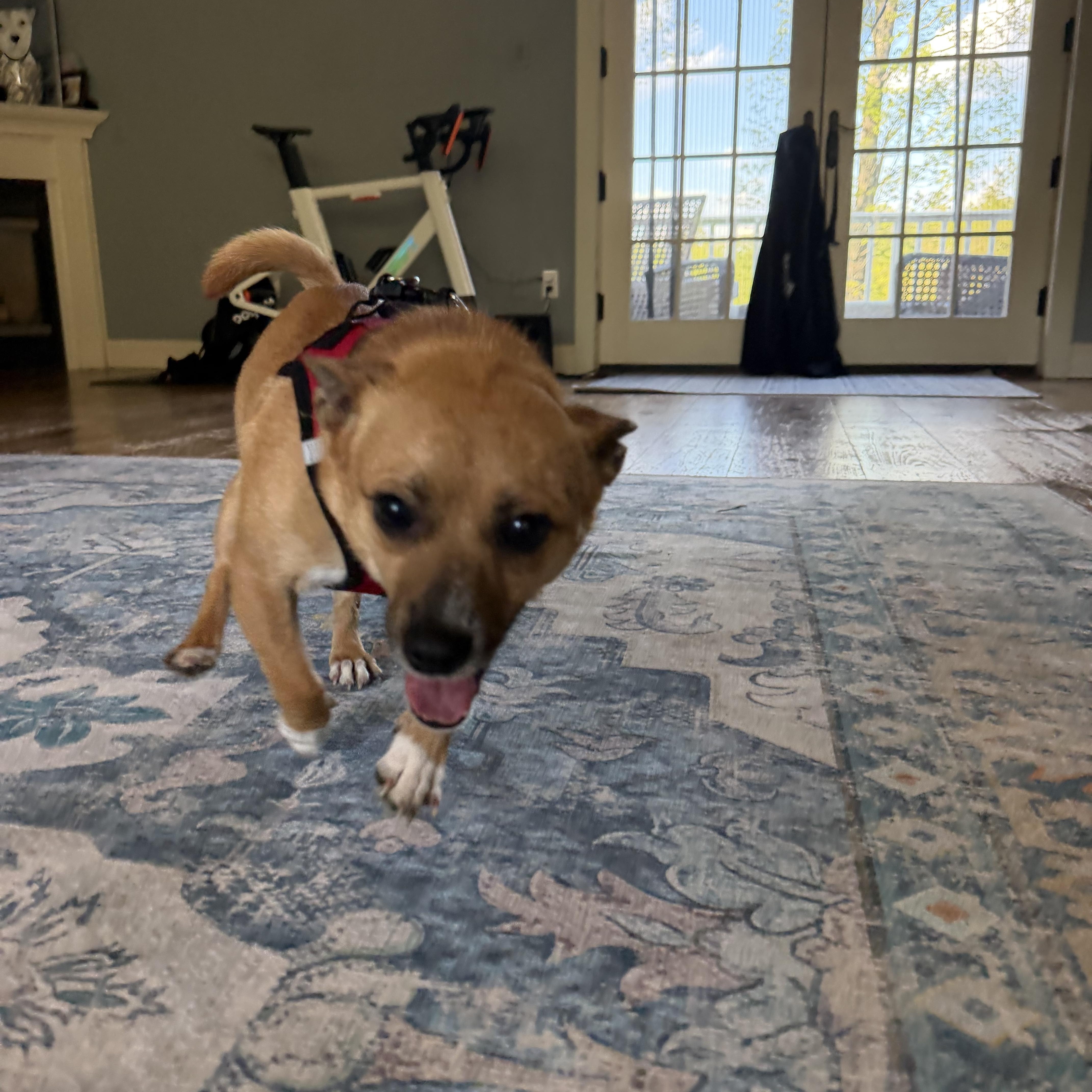 Papi, an adoptable Chihuahua in New Boston, NH image 4/5