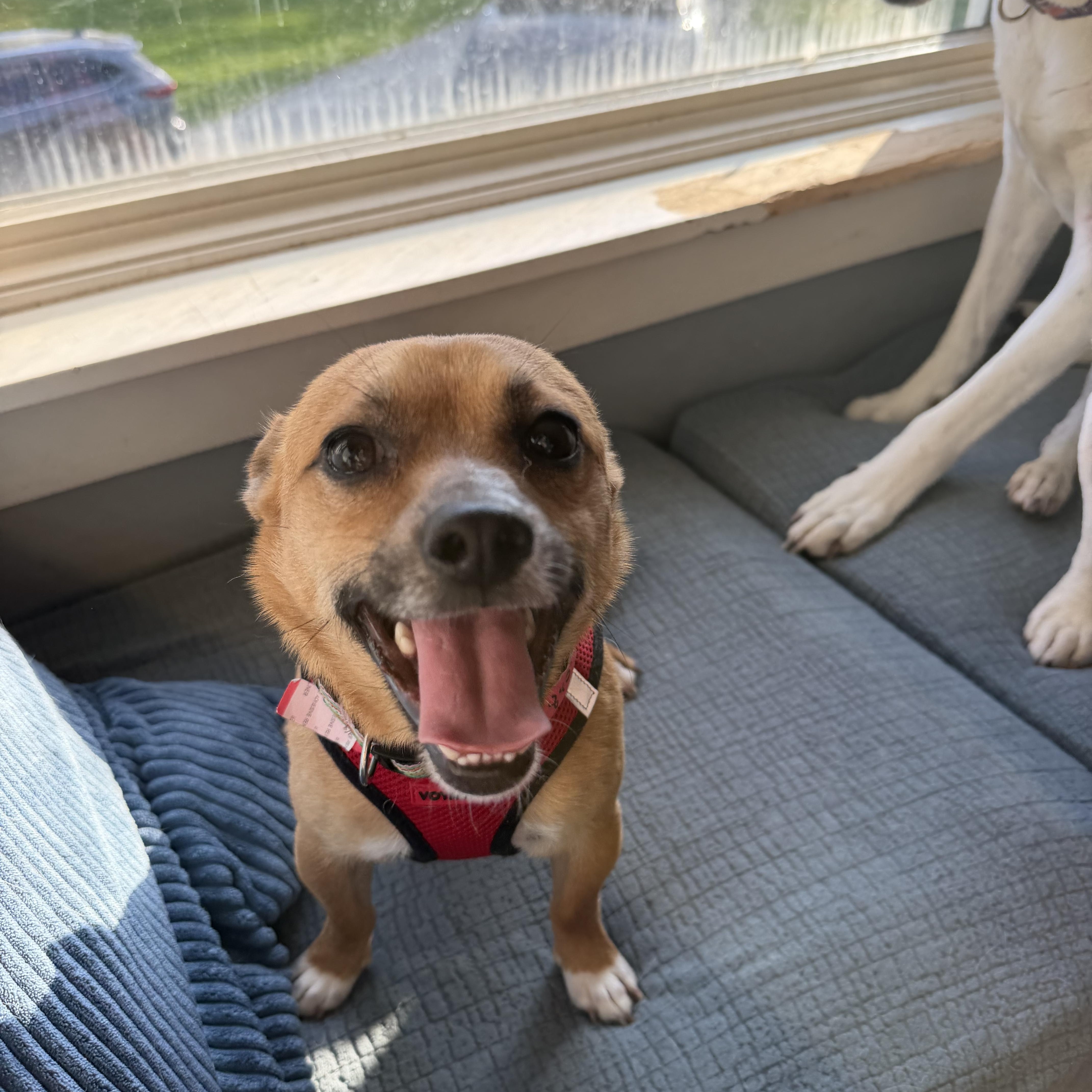 Papi, adoptable, Adult Male Chihuahua.