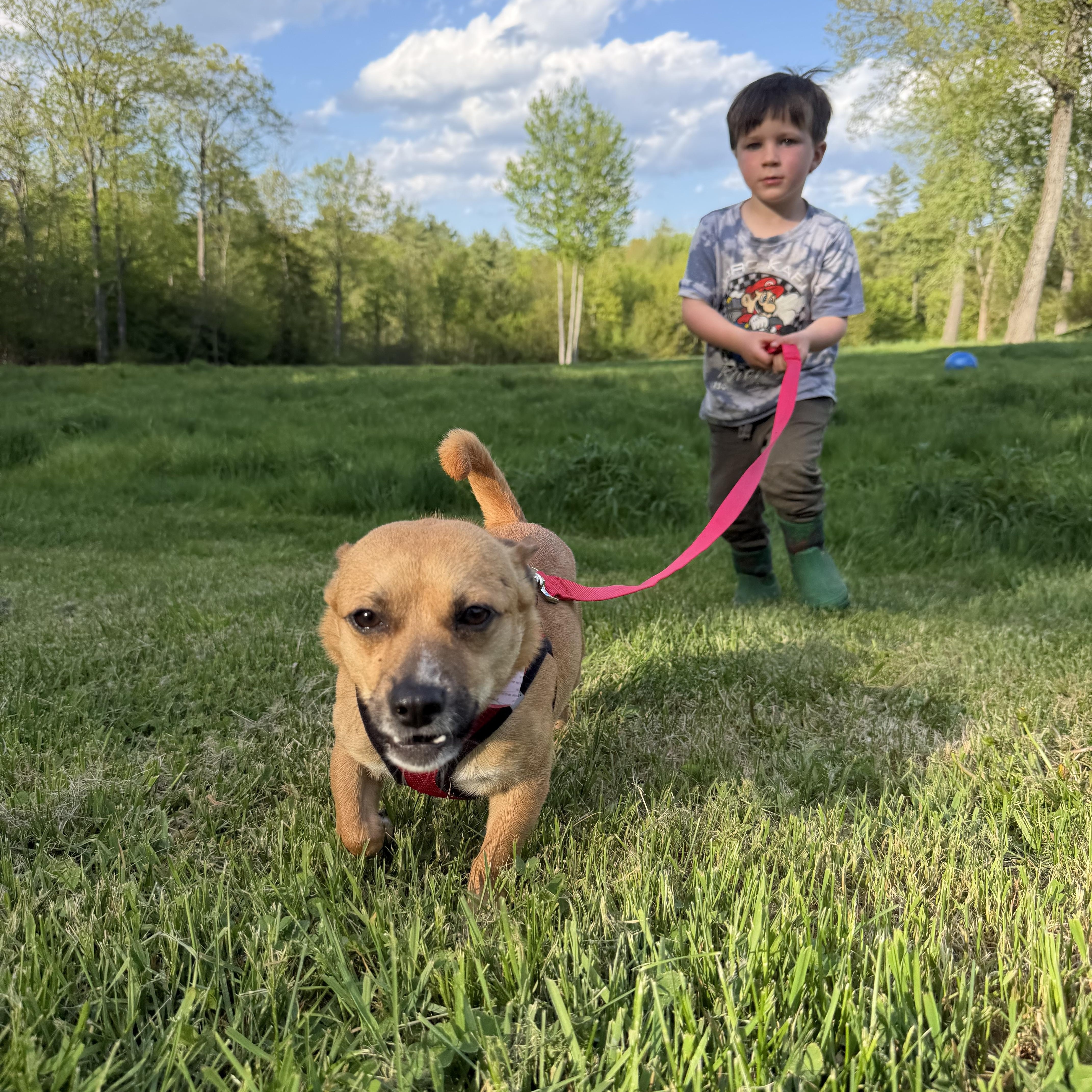 Papi, an adoptable Chihuahua in New Boston, NH image 2/5