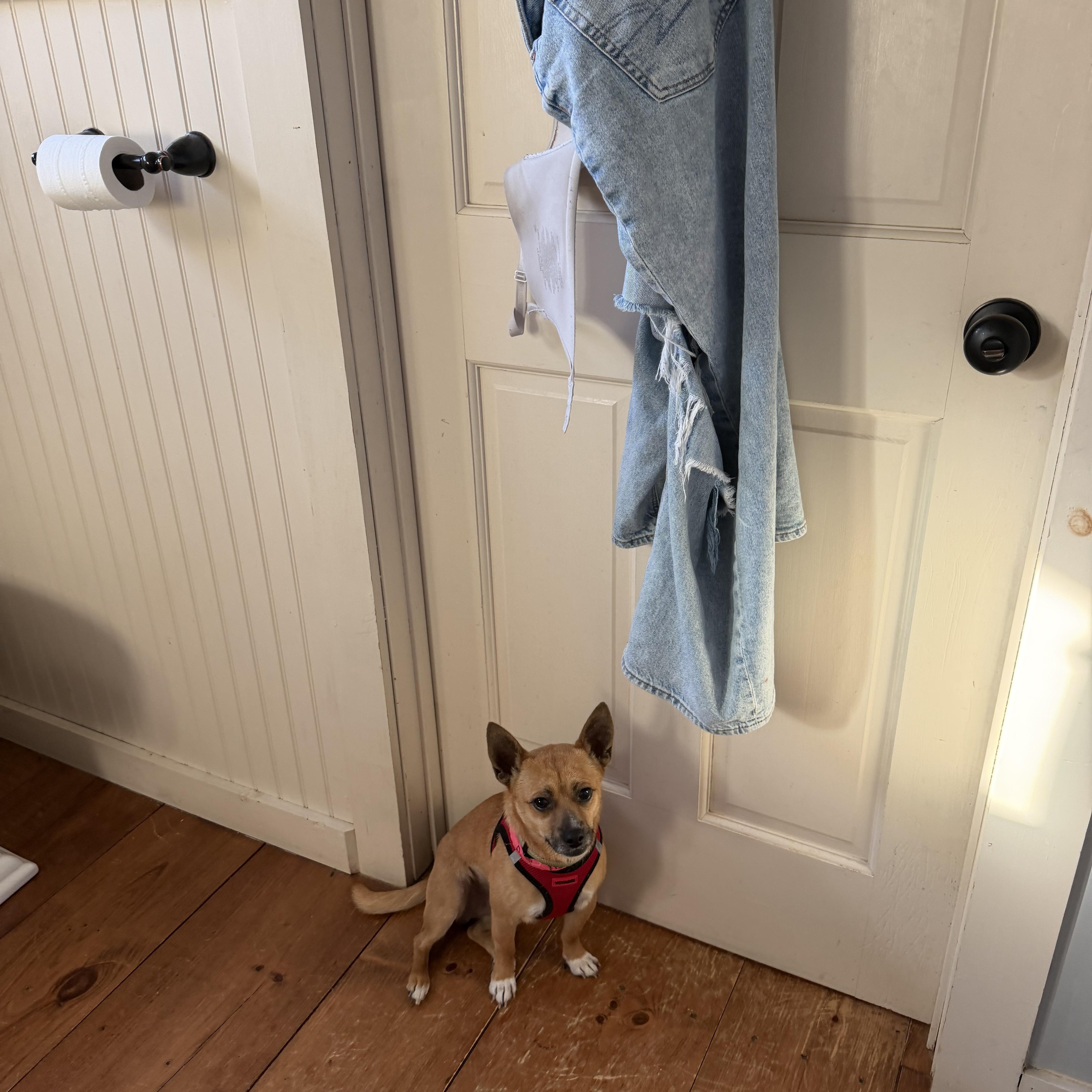 Papi, an adoptable Chihuahua in New Boston, NH image 5/5