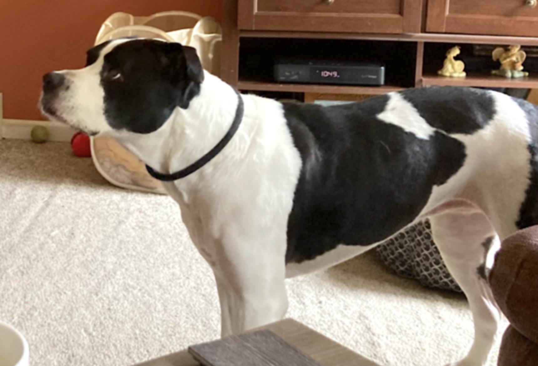Kalle and Maya, a Adoptable mixed breed in Virginia Beach, VA image 5/6