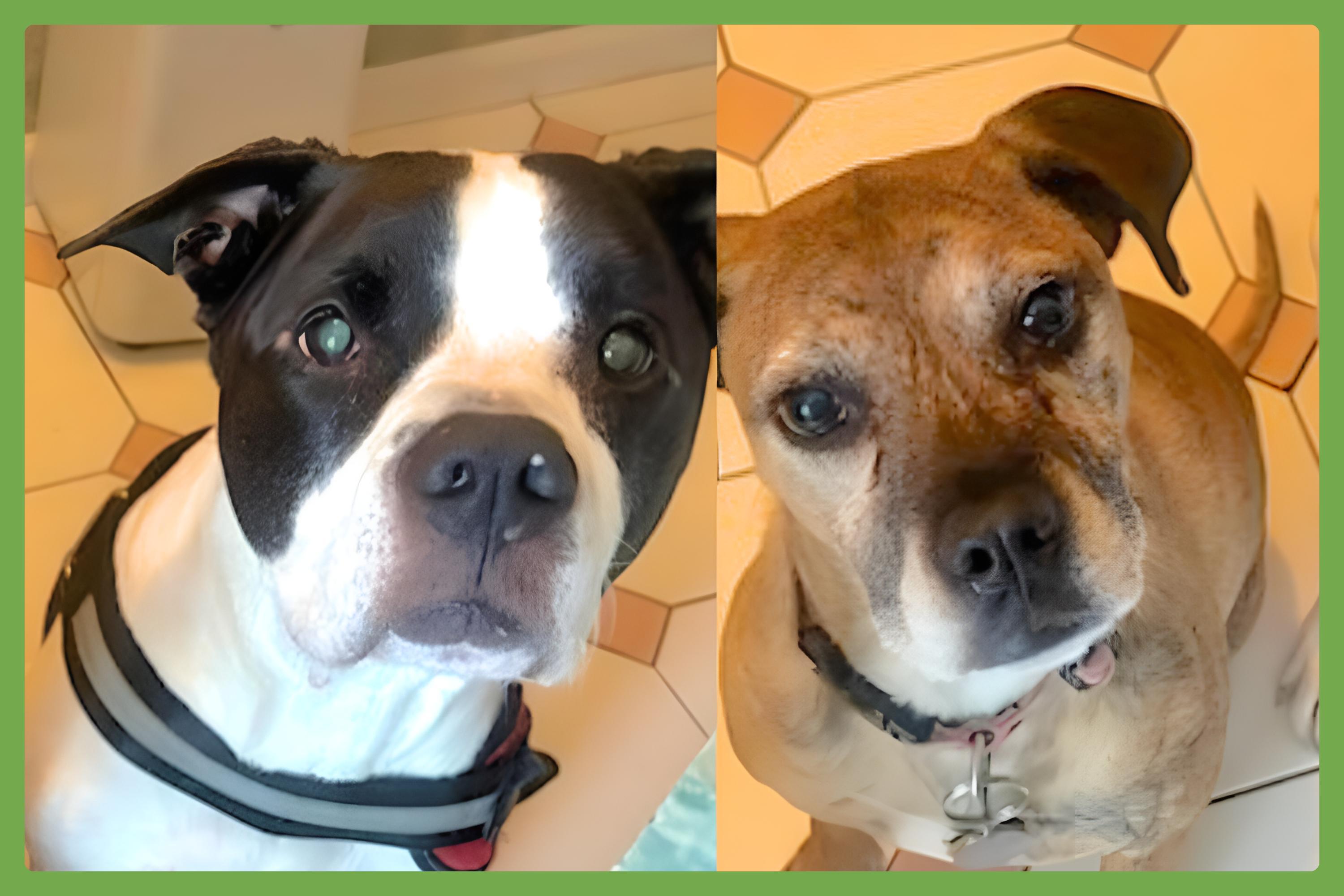 Kalle and Maya, a Adoptable mixed breed in Virginia Beach, VA image 1/6