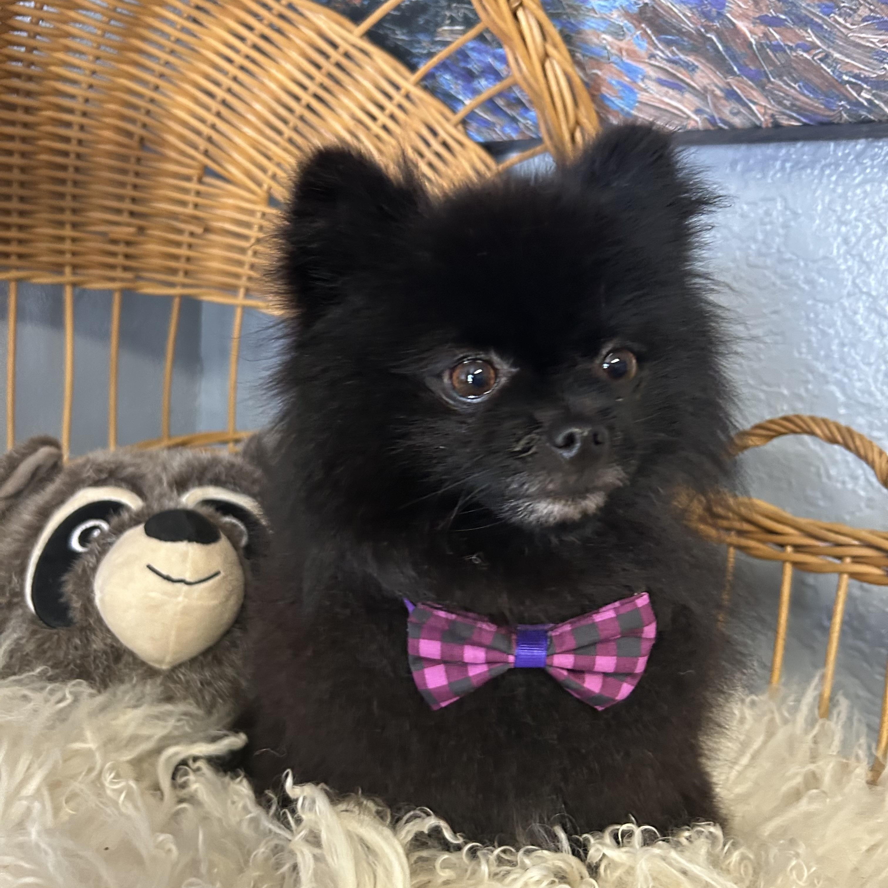 Enlarge Opie Pom Pom, a Adopted Pomeranian in Belleville, NJ image 4/4