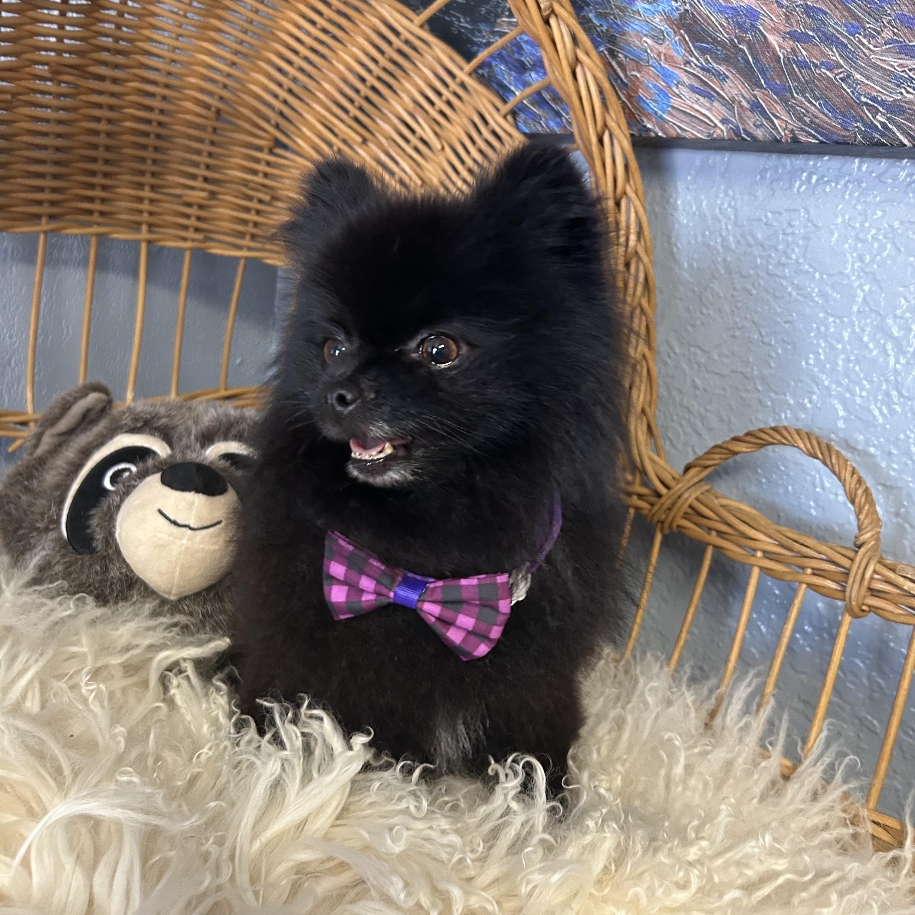 Enlarge Opie Pom Pom, a Adopted Pomeranian in Belleville, NJ image 3/4