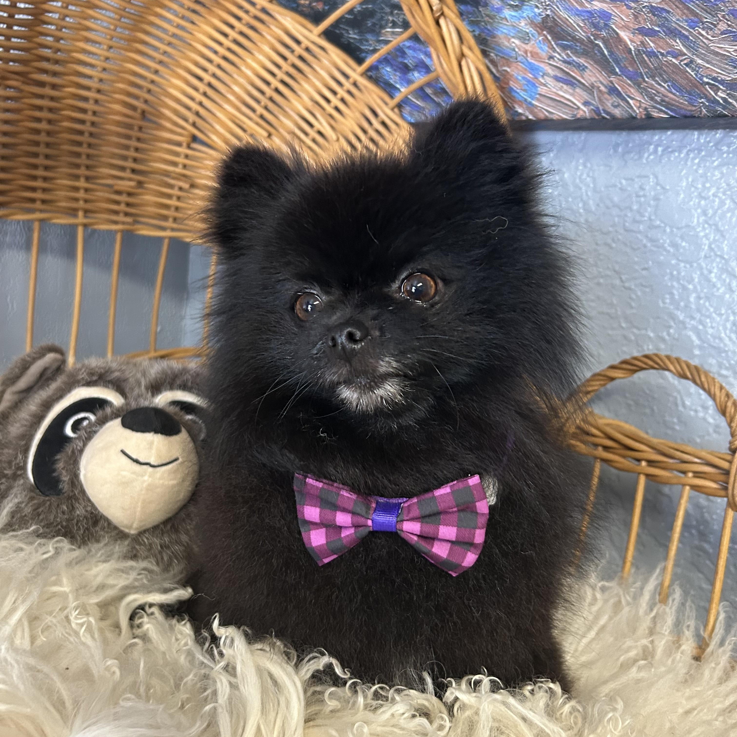 Enlarge Opie Pom Pom, a Adopted Pomeranian in Belleville, NJ image 2/4