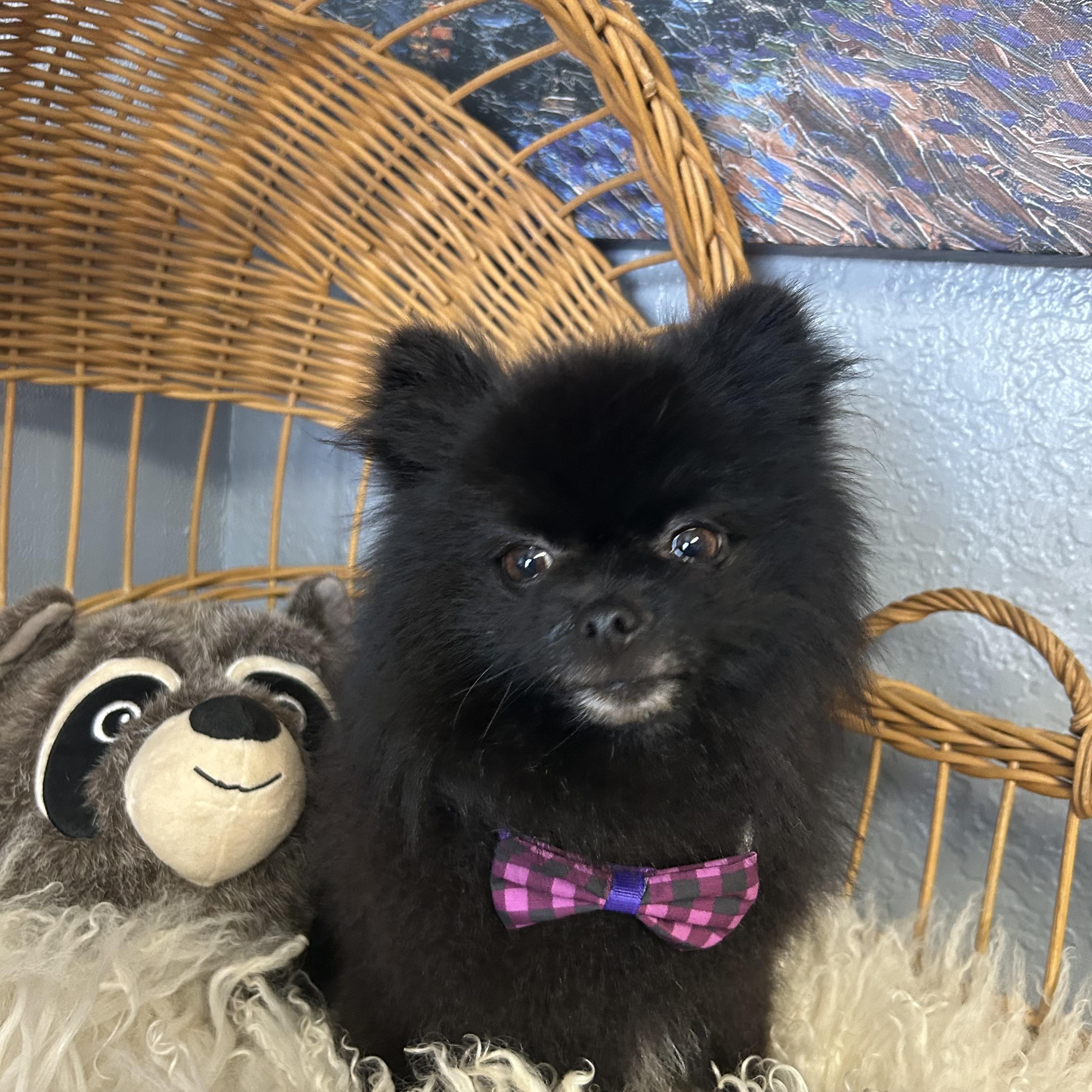 Enlarge Opie Pom Pom, a Adopted Pomeranian in Belleville, NJ image 1/4