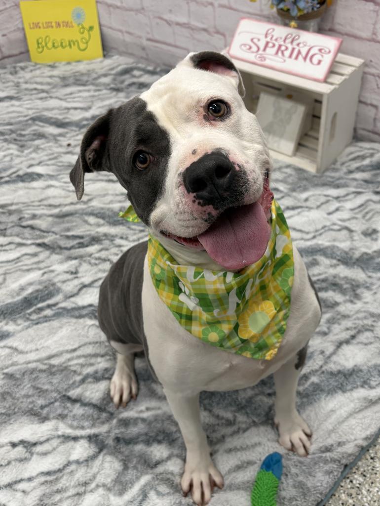 Baby, Adoptable, Adult Female Mixed Breed.