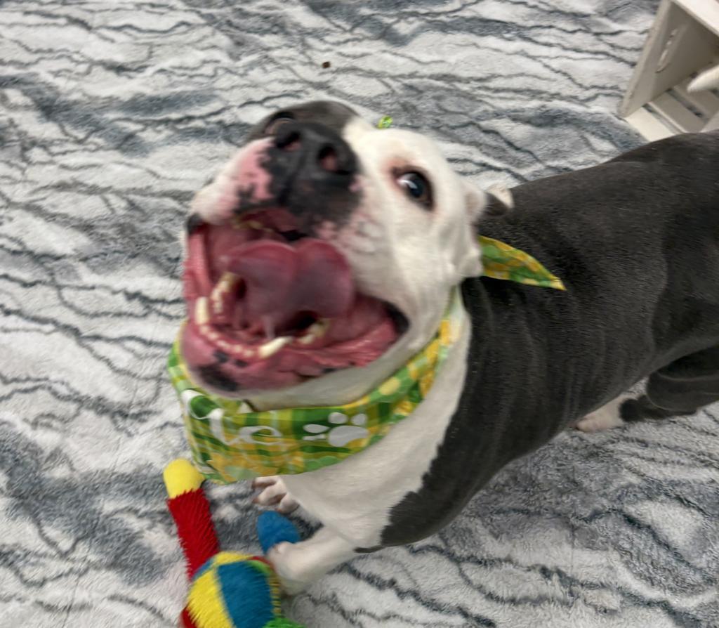 Enlarge Baby, a Adoptable mixed breed in Detroit, MI image 3/6