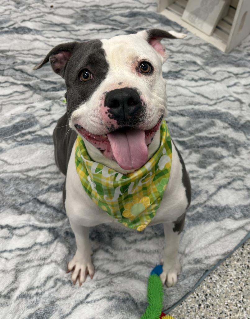 Enlarge Baby, a Adoptable mixed breed in Detroit, MI image 2/6