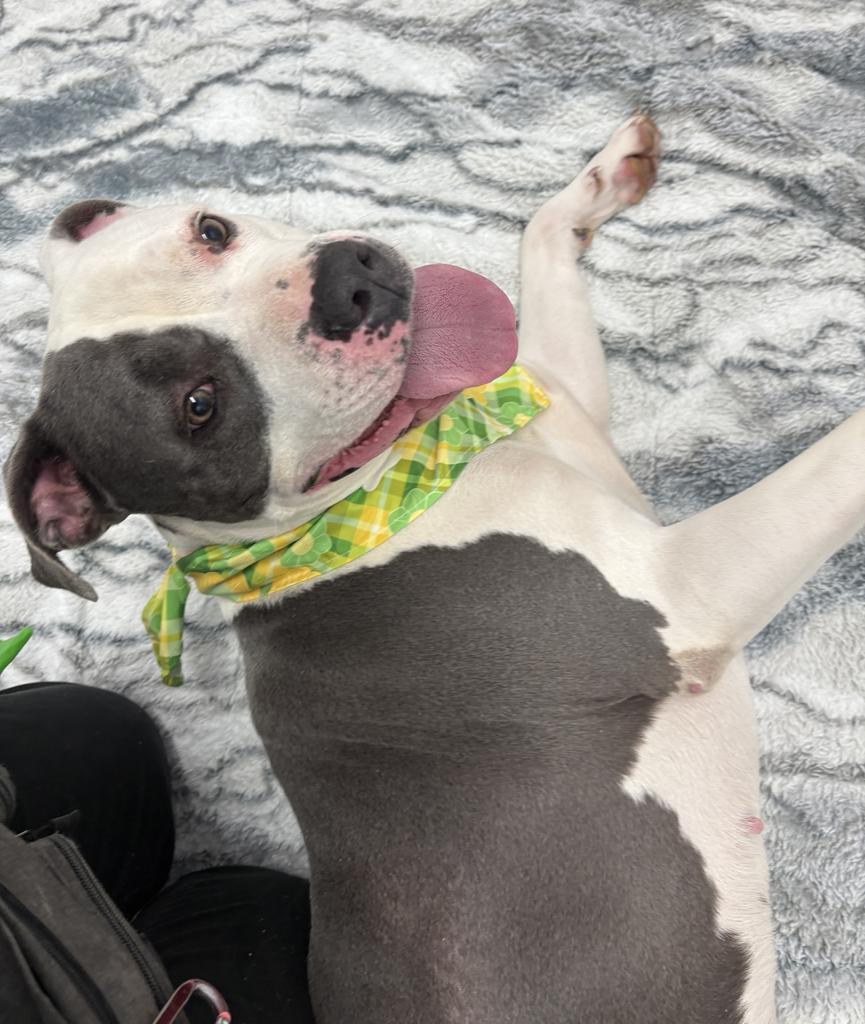 Enlarge Baby, a Adoptable mixed breed in Detroit, MI image 4/6