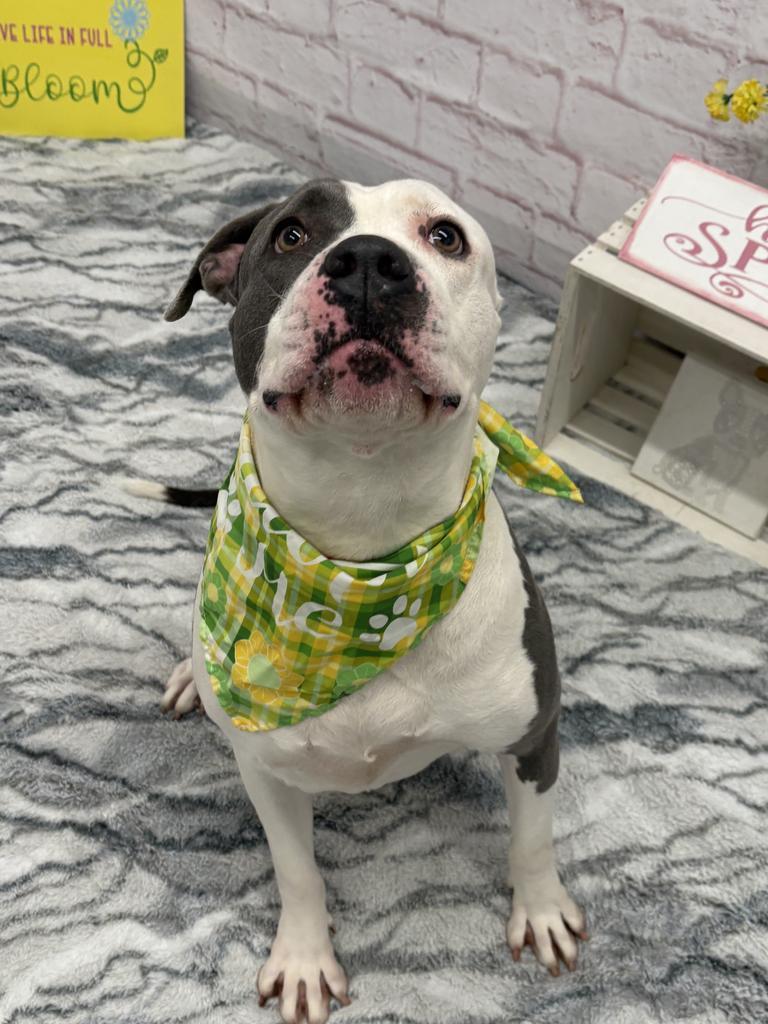 Enlarge Baby, a Adoptable mixed breed in Detroit, MI image 5/6