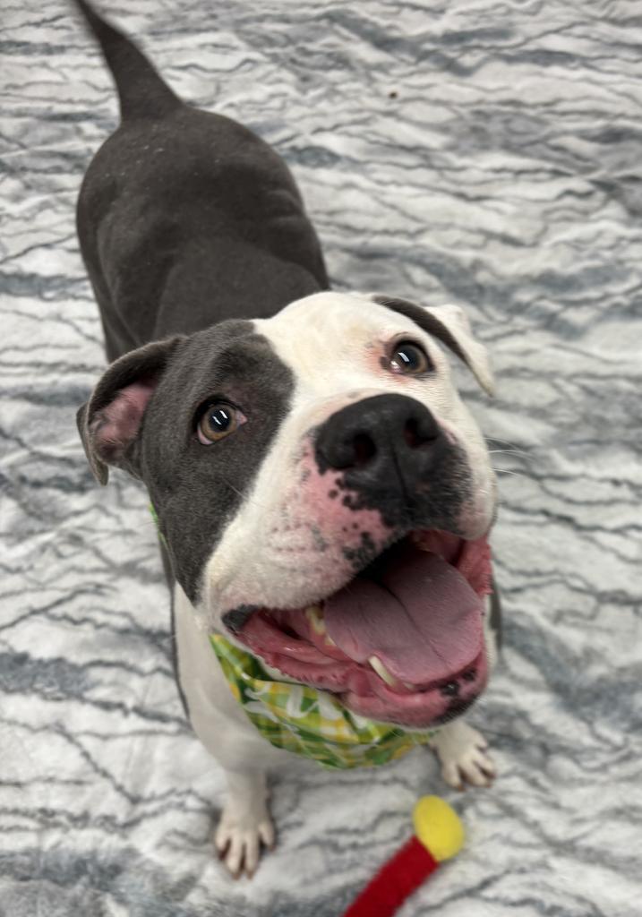 Enlarge Baby, a Adoptable mixed breed in Detroit, MI image 3/6