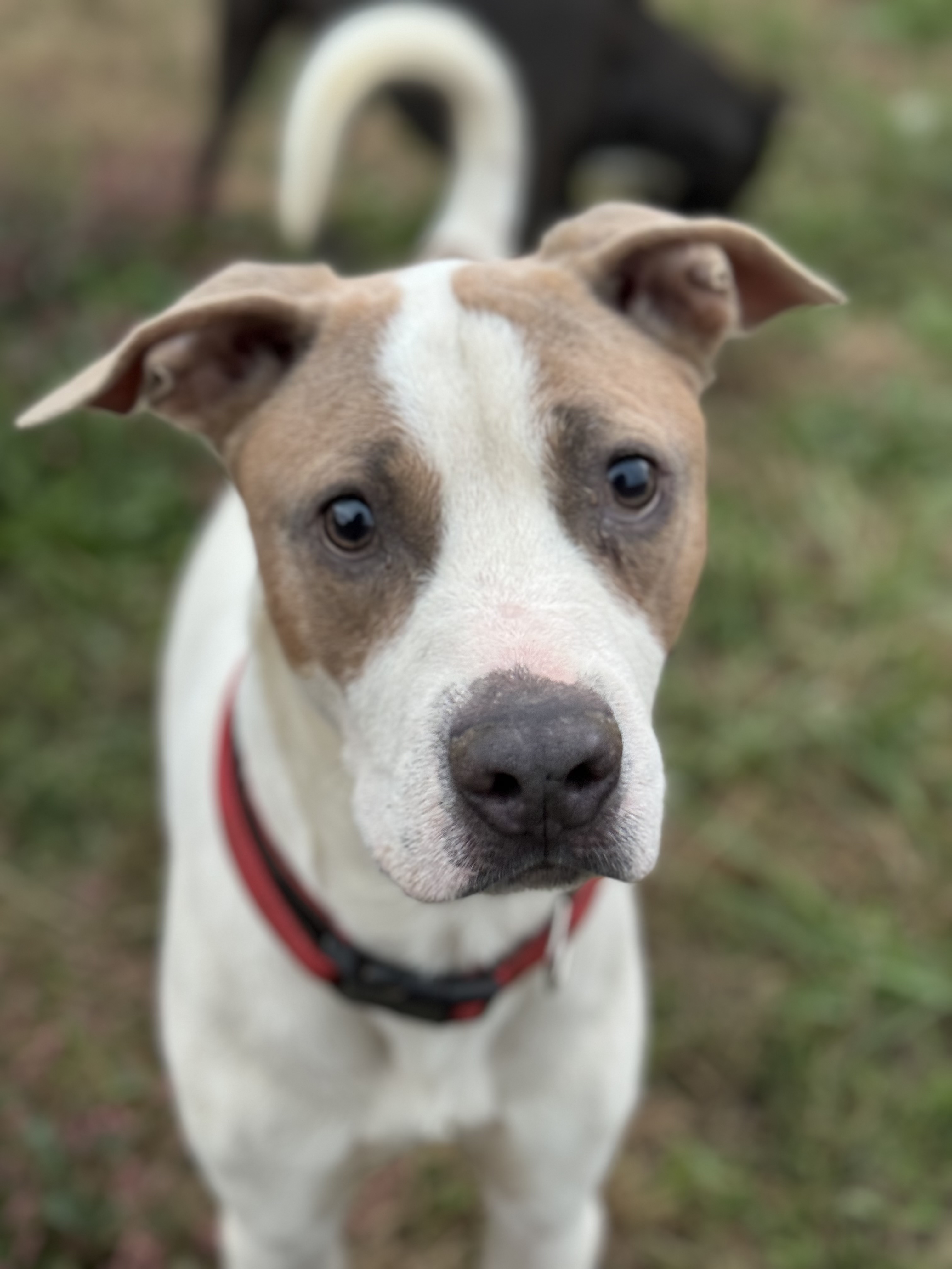 Tank, Adoptable, Young Male Labrador Retriever & Pit Bull Terrier.