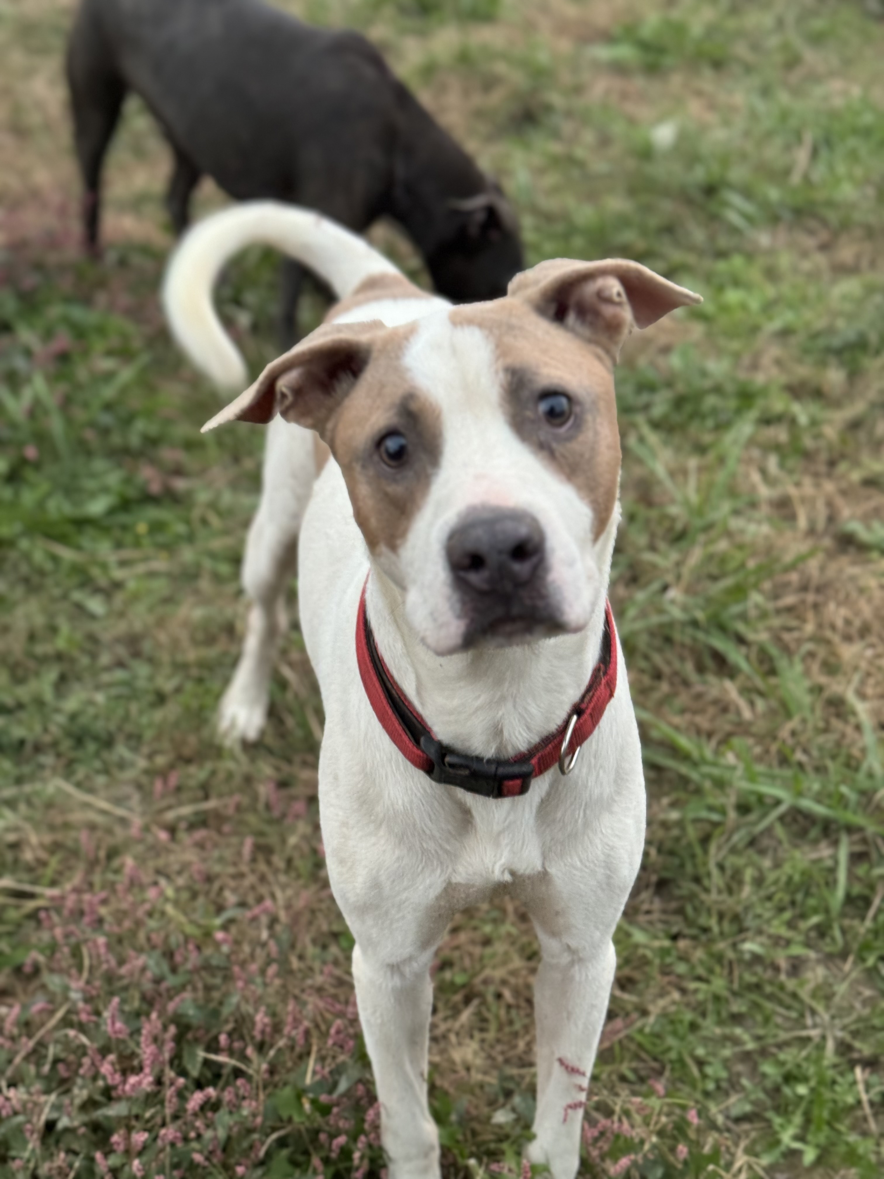 Tank, a Adoptable mixed breed in Charlotte, NC image 2/5