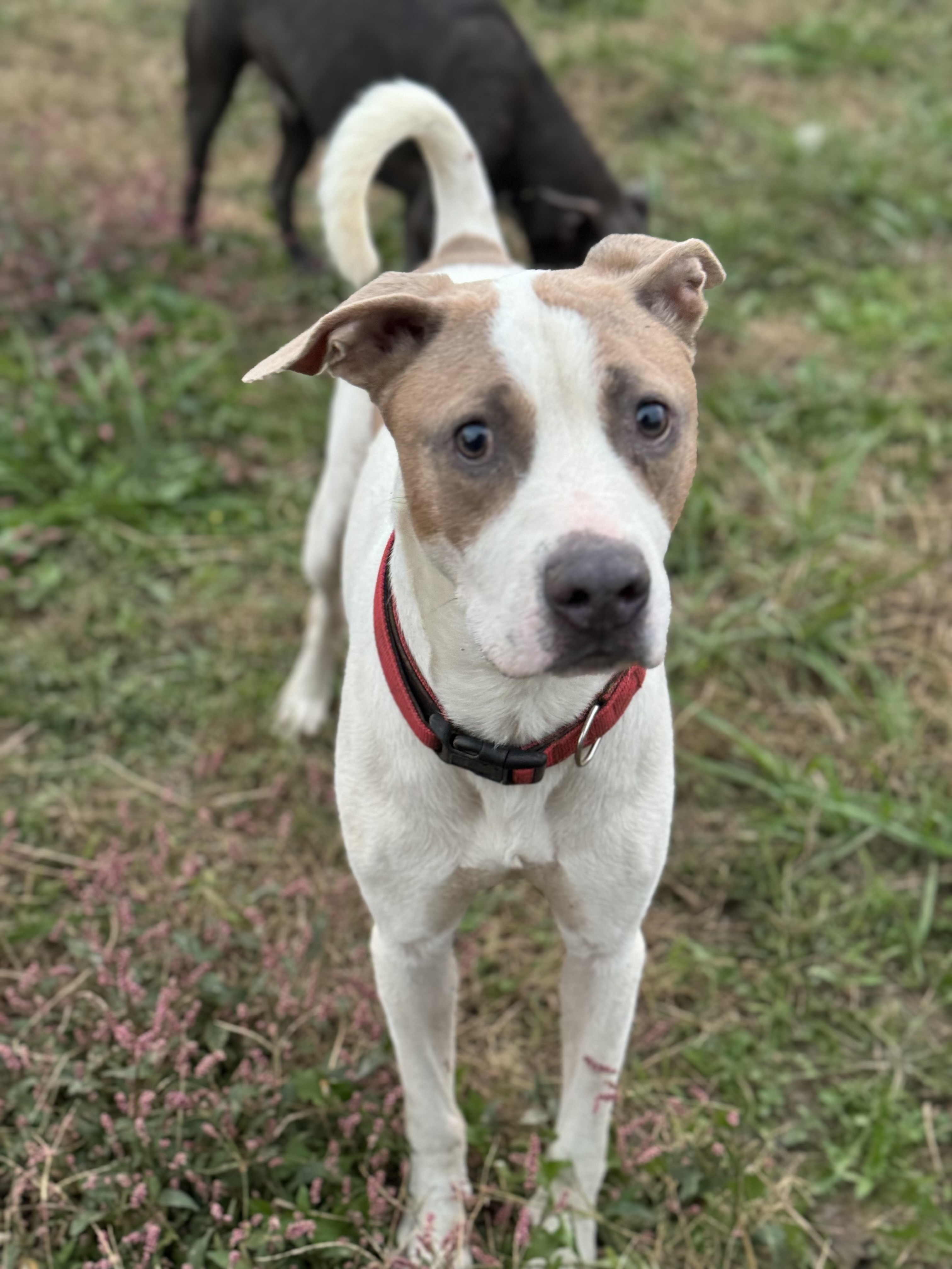 Tank, a Adoptable mixed breed in Charlotte, NC image 5/5