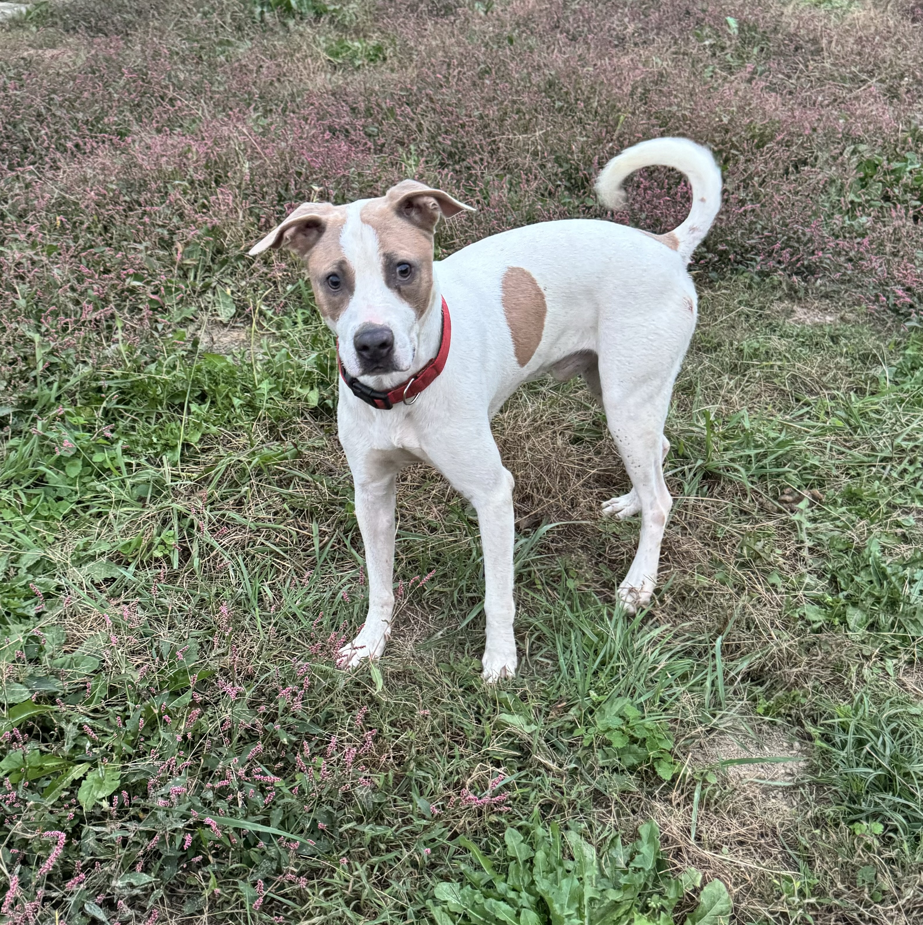 Tank, a Adoptable mixed breed in Charlotte, NC image 3/5