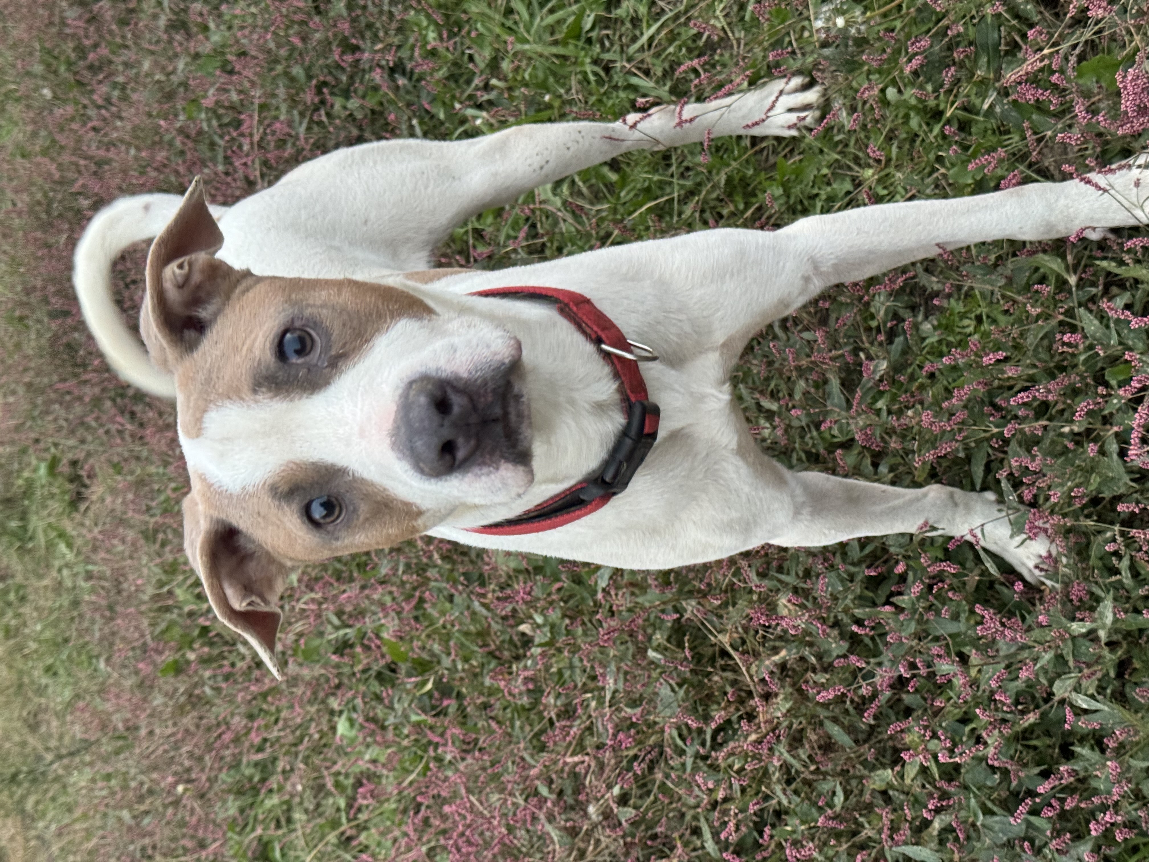 Tank, a Adoptable mixed breed in Charlotte, NC image 4/5