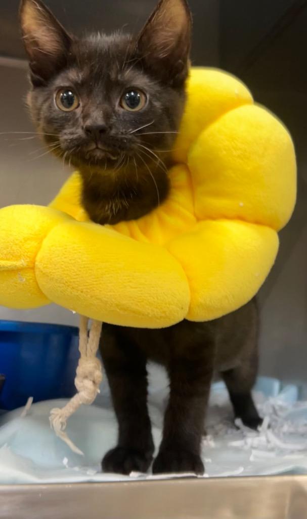 Raven, Adoptable, Kitten Female Domestic Short Hair.