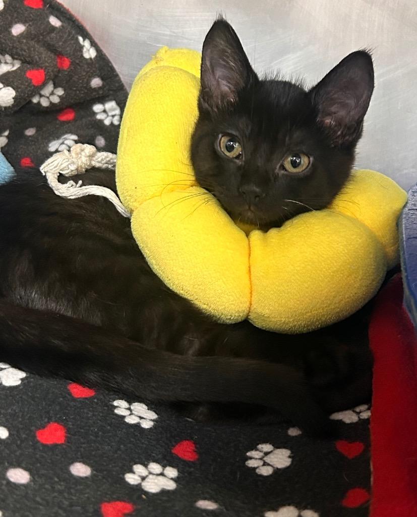 Enlarge Raven, a Adoptable mixed breed in New Manchester, WV image 2/6