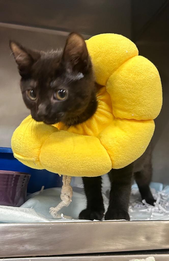 Enlarge Raven, a Adoptable mixed breed in New Manchester, WV image 4/6