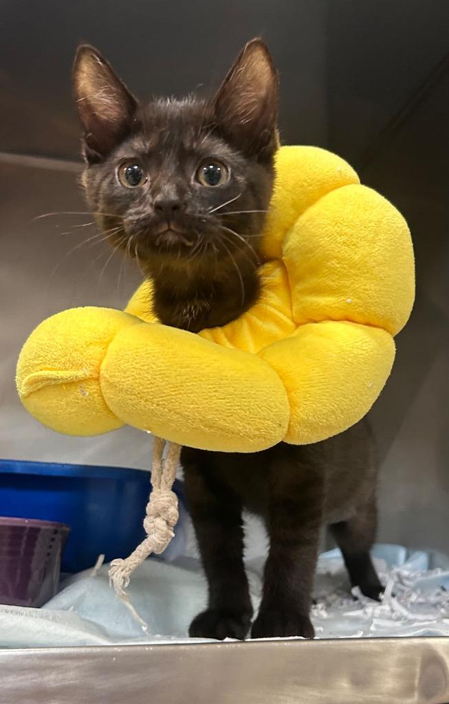 Enlarge Raven, a Adoptable mixed breed in New Manchester, WV image 5/6
